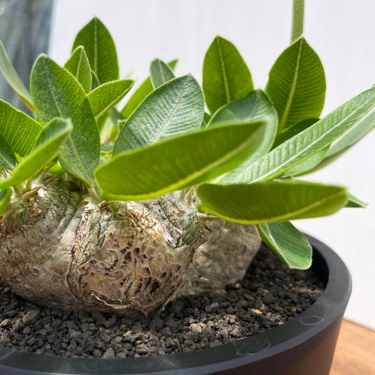 Pachypodium brevicaule【パキポディウム・ブレビカウレ】
