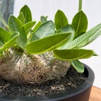 Pachypodium brevicaule【パキポディウム・ブレビカウレ】