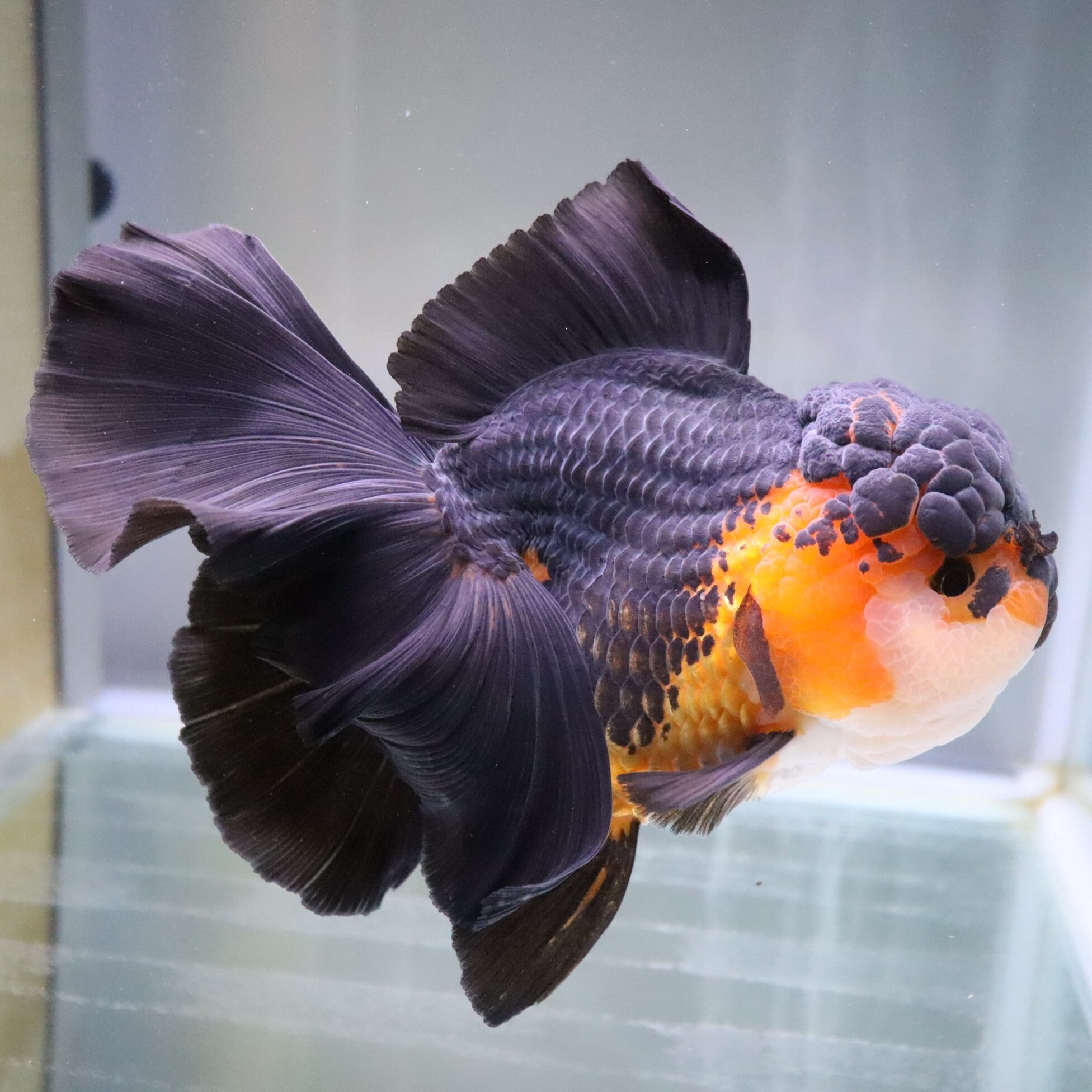 真作保証 鍛治昇登 「オランダ娘」油彩画 縦41cm 横34cm 真作保証 鍛治昇登 「オランダ娘」油彩画 縦41cm 横34cm