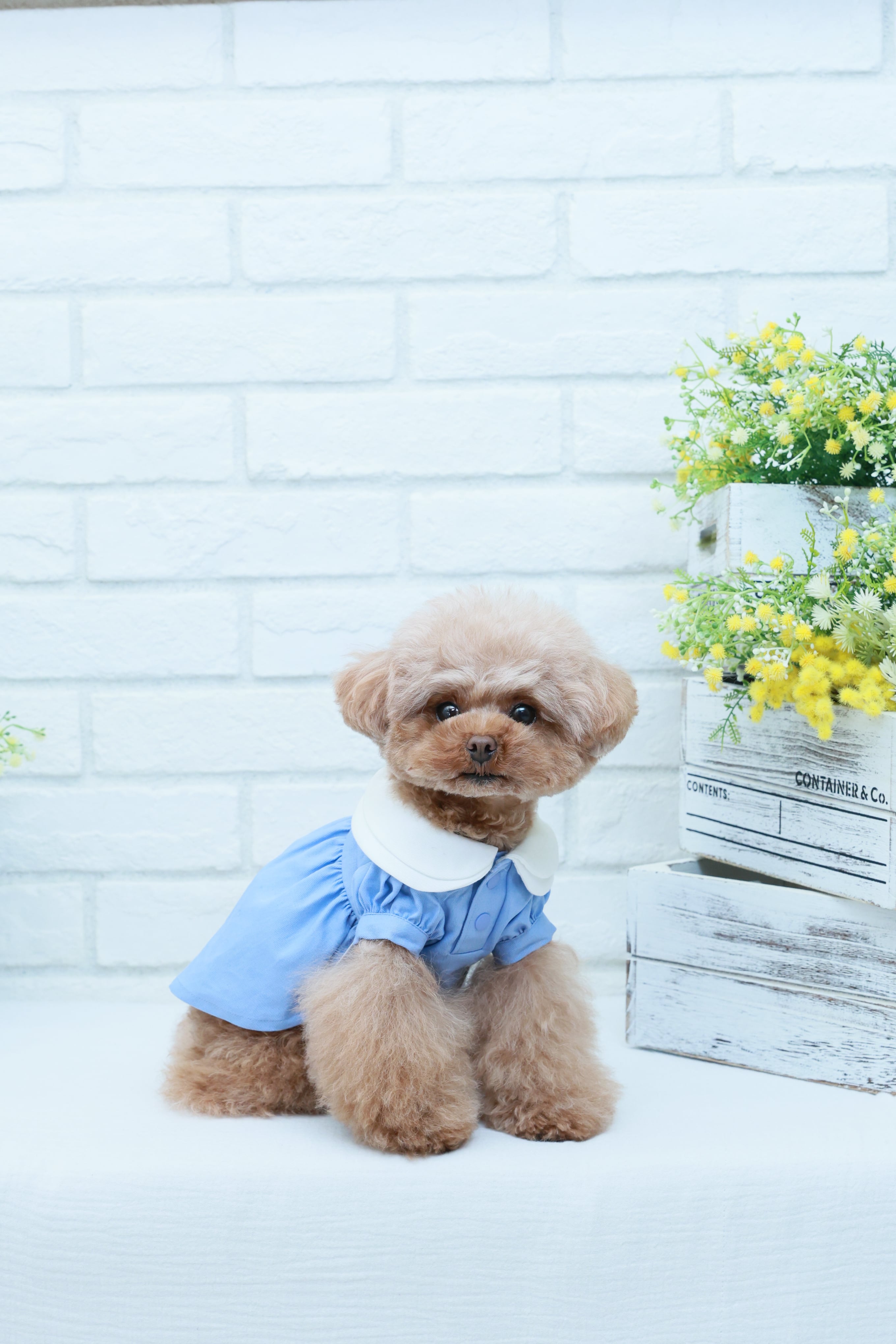 DRESS/BLUE001