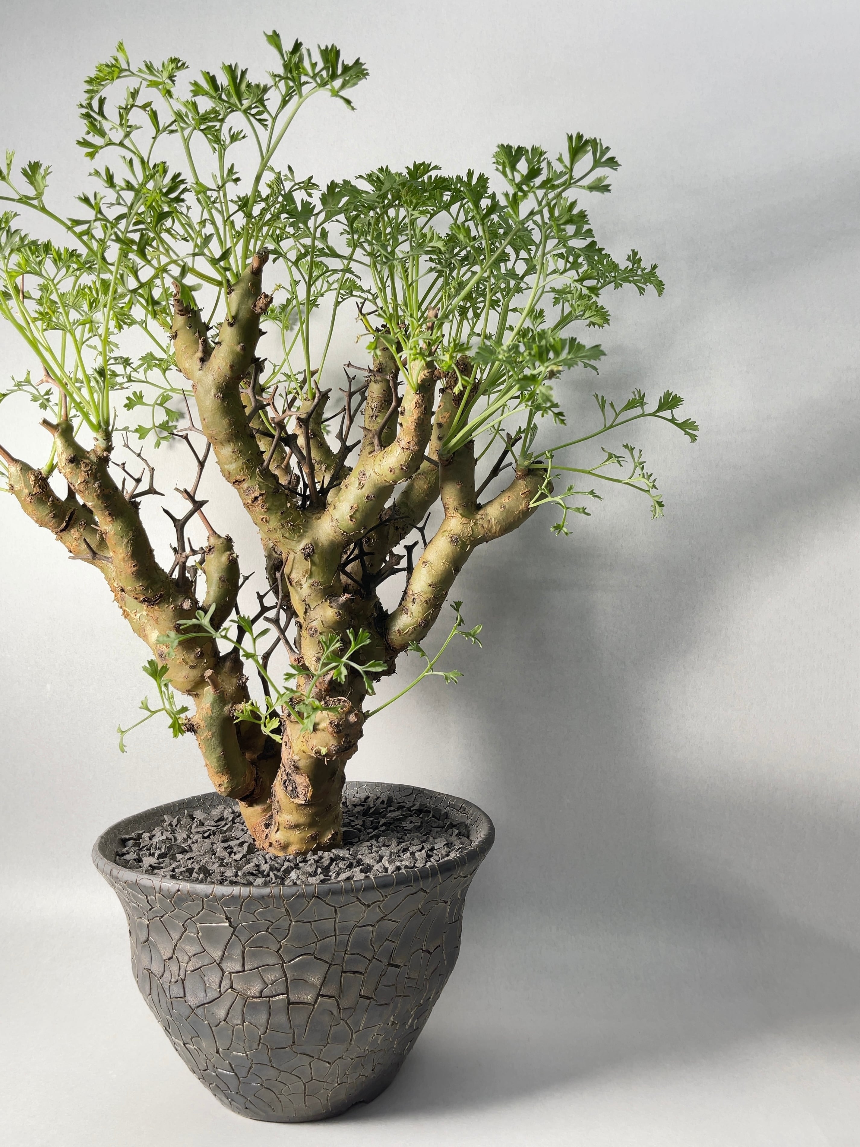 希少 3年管理 ペラルゴニウム・クリズミフォリウム 現地球 ペラルゴニウム クリズミフォリウム／Pelargonium crithmifolium