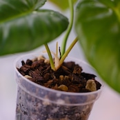 フィロデンドロン ビレッティア(Philodendron billietiae)×フィロデンドロン パスタザナム(Philodendron pastazanum)