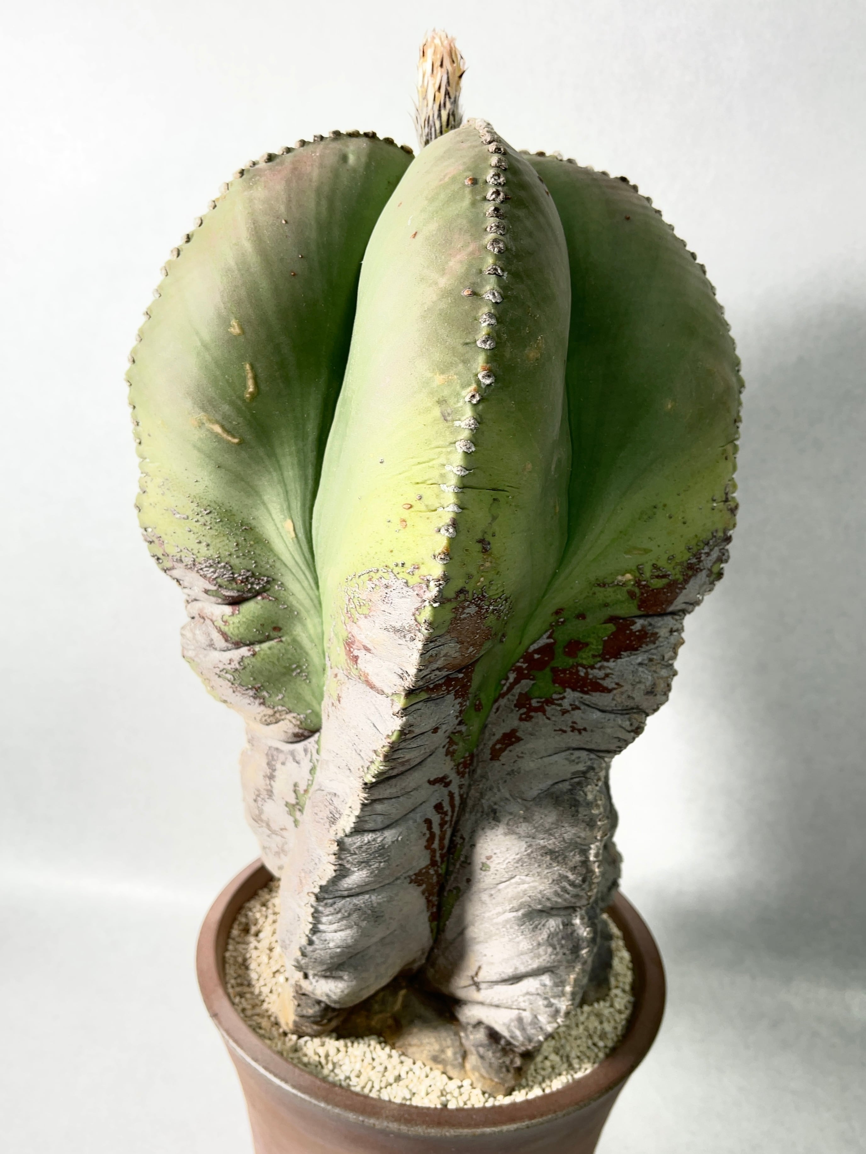 アストロフィツム・碧瑠璃鸞鳳玉 | trigger