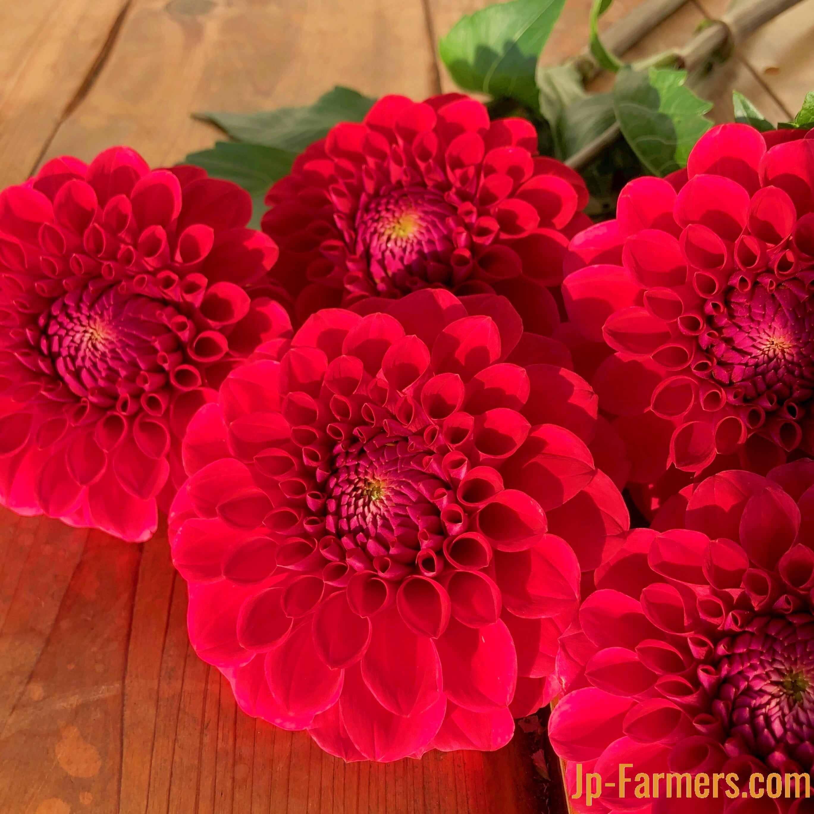 ダリアボール咲きの赤色 『朝日てまり』 10本 のご紹介 | 新鮮お花問屋