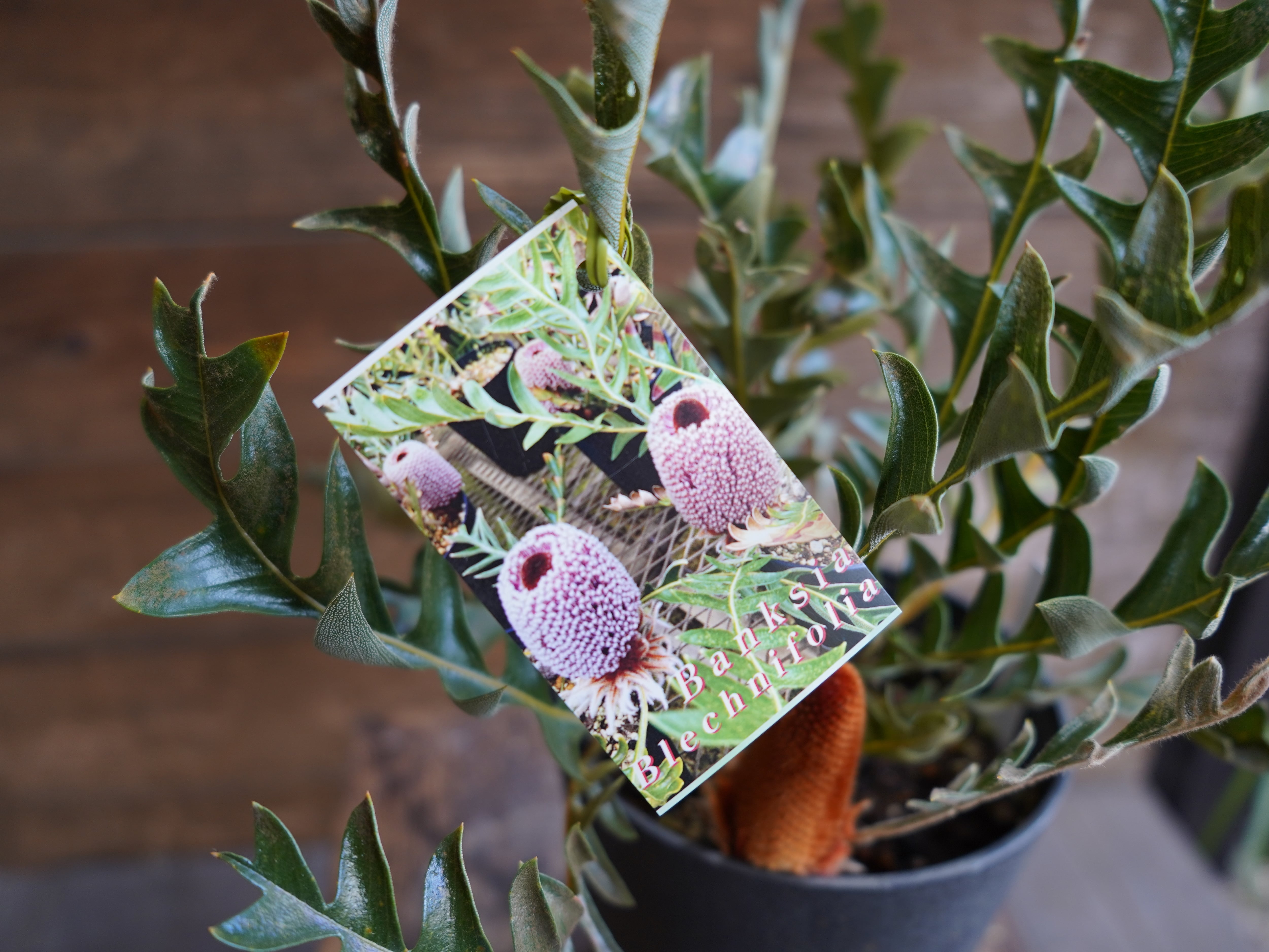 【現物】バンクシア "ブレイクニフォリア" D