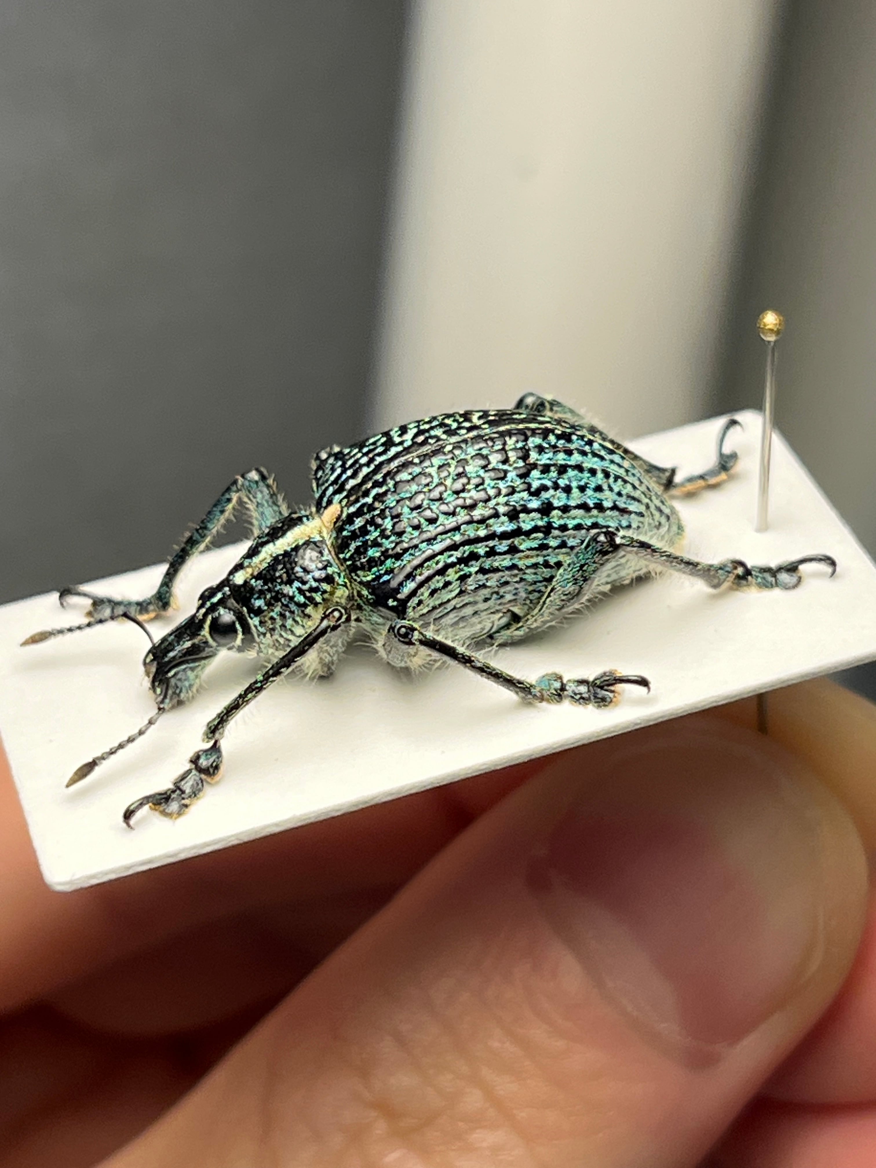 25mm】トライバルな模様が美しいニケリーホウセキゾウムシ 標本