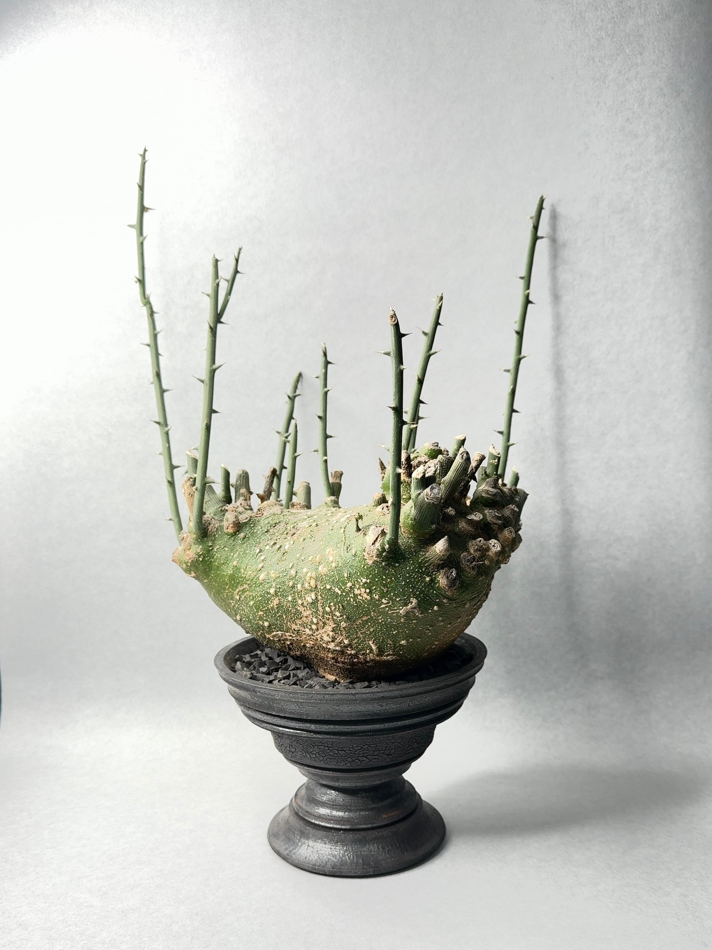 アデニア・グロボーサ | trigger