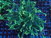 GreenTorch Premium 2