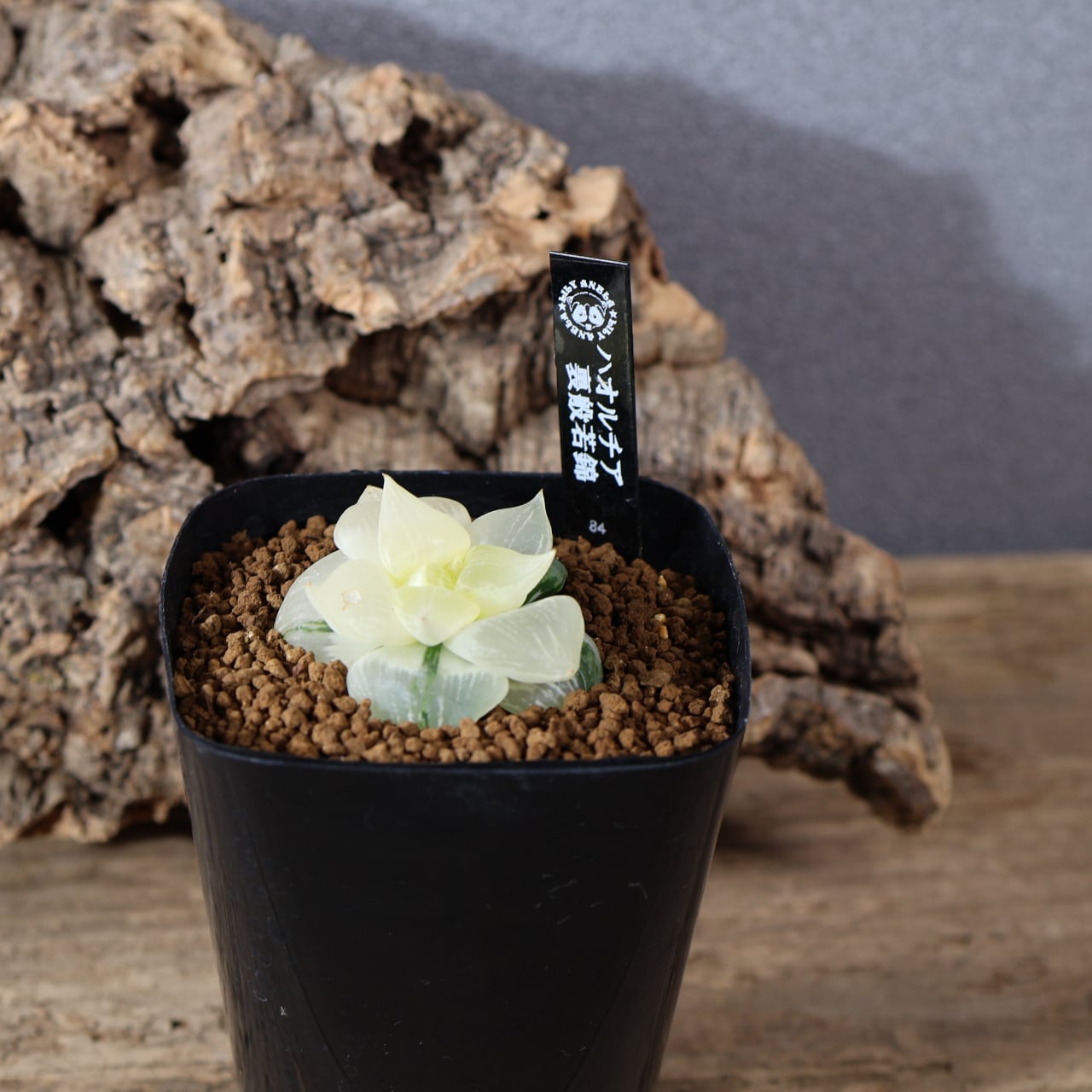 MARX PLANTS | 観葉植物・多肉植物・塊根植物