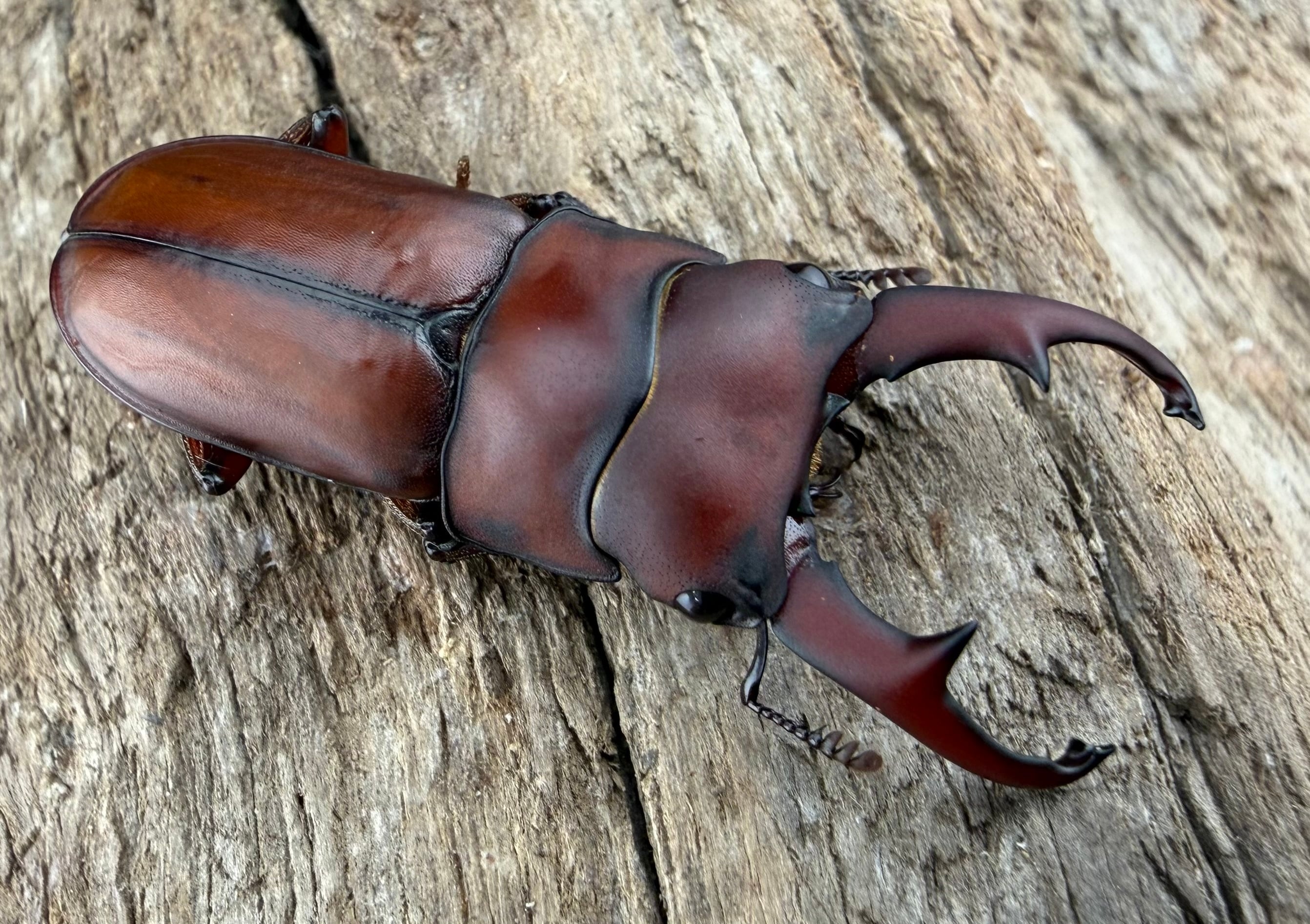 クワカブ好き 176人が厳選】クワカブ人気ランキング〜飼いやすい＆安い初心者に