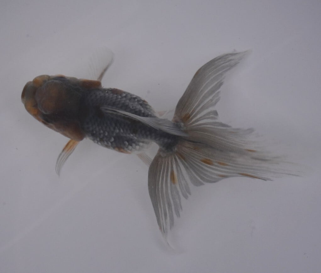 東錦　鈴木系 深見養魚場産 鈴木系東錦 ＜ きんとと、オンラインショップ