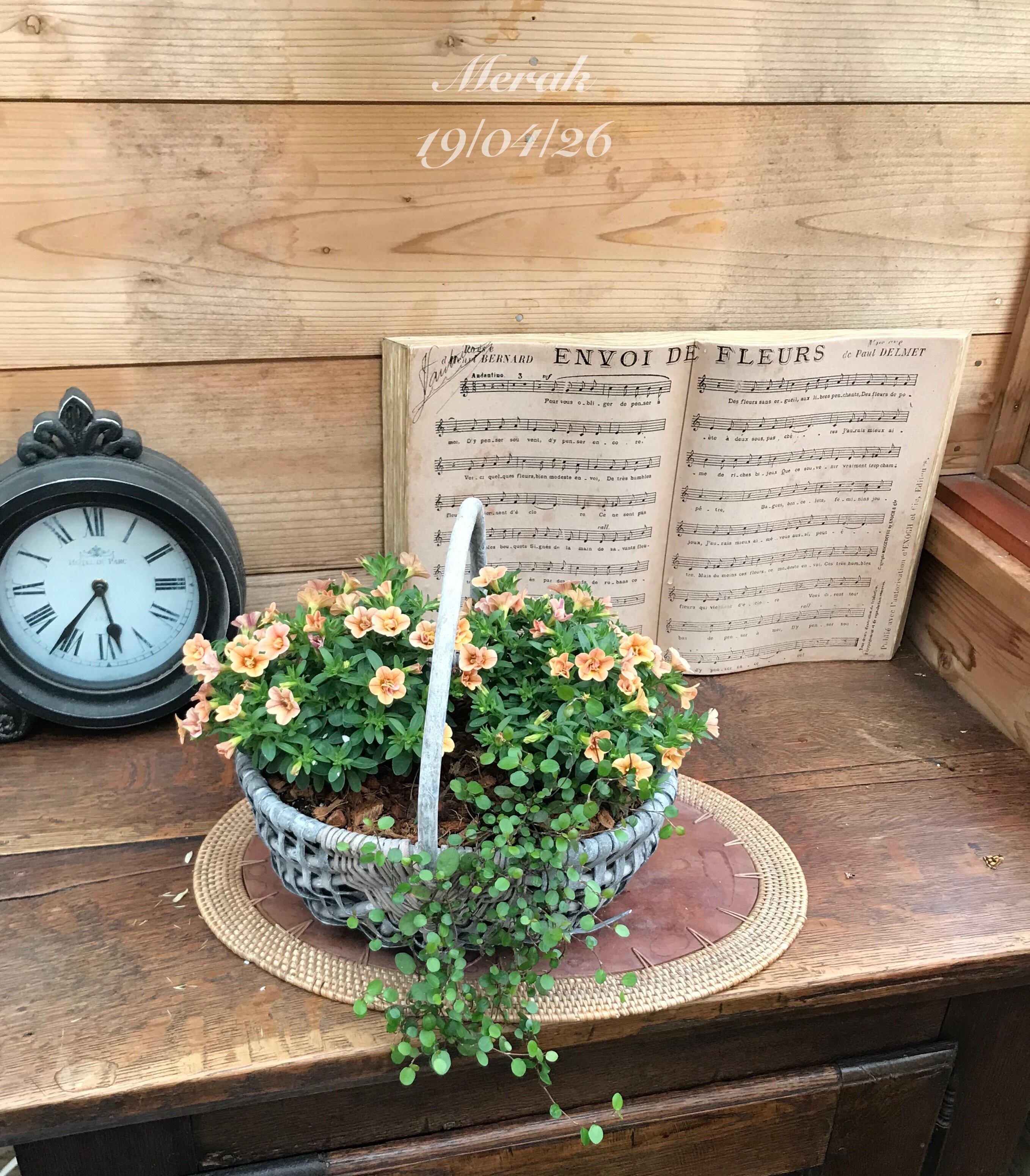 寄せ植え カリブラコアティフォシーアンティーク | Merak - メラク