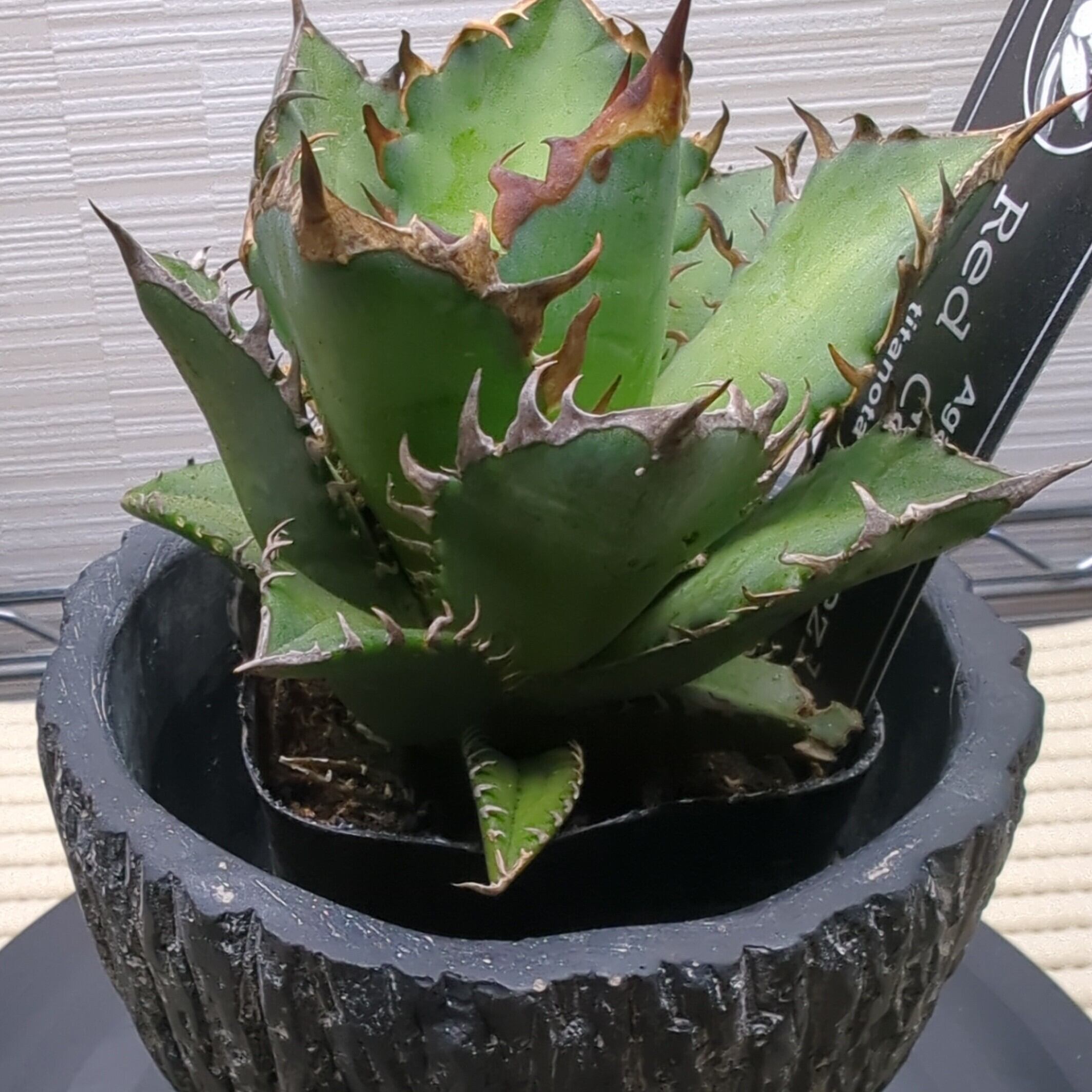 アガベ 鉢付きレッドキャット中株