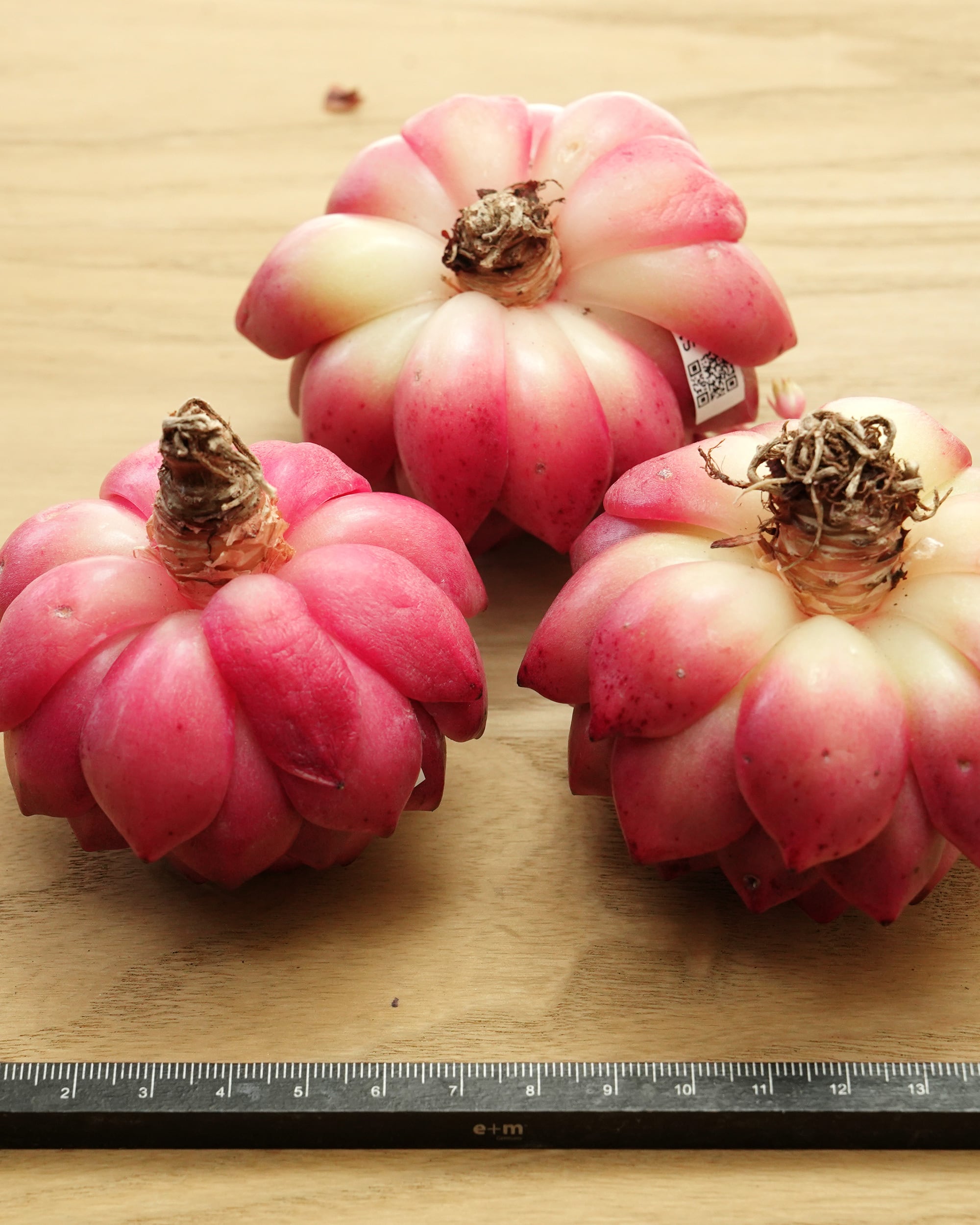 カット苗 メキシカンローズ 【日本初上陸？！】 Echeveria 'Mexican