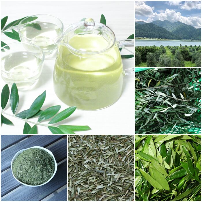 毎日飲んで1ヶ月分】オリーブ茶30パック☆京都府宮津産100％ | 『由良