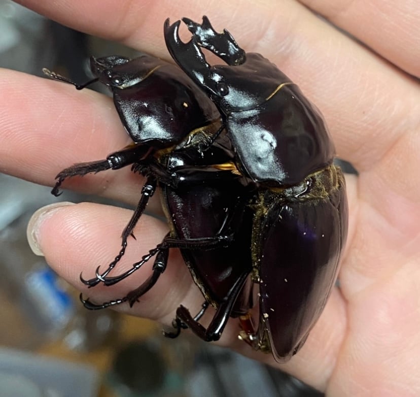 能勢SR血統 S16 種親87.4mm×早期48mm 初～2令幼虫5頭 日本大鍬形蟲Dorcus hopei binodulosus 87mm*56mm 純日血能勢SR血統