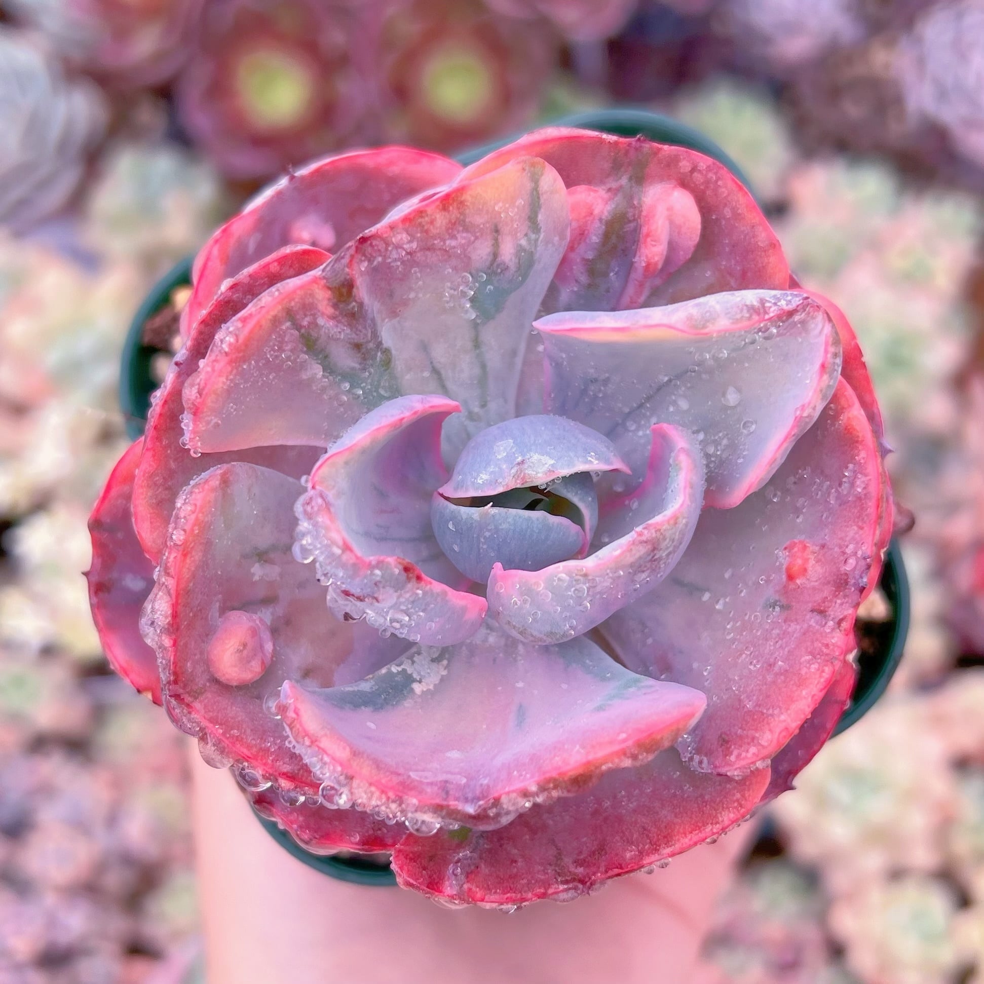 現品　ビヨンセ錦#234　るる農園