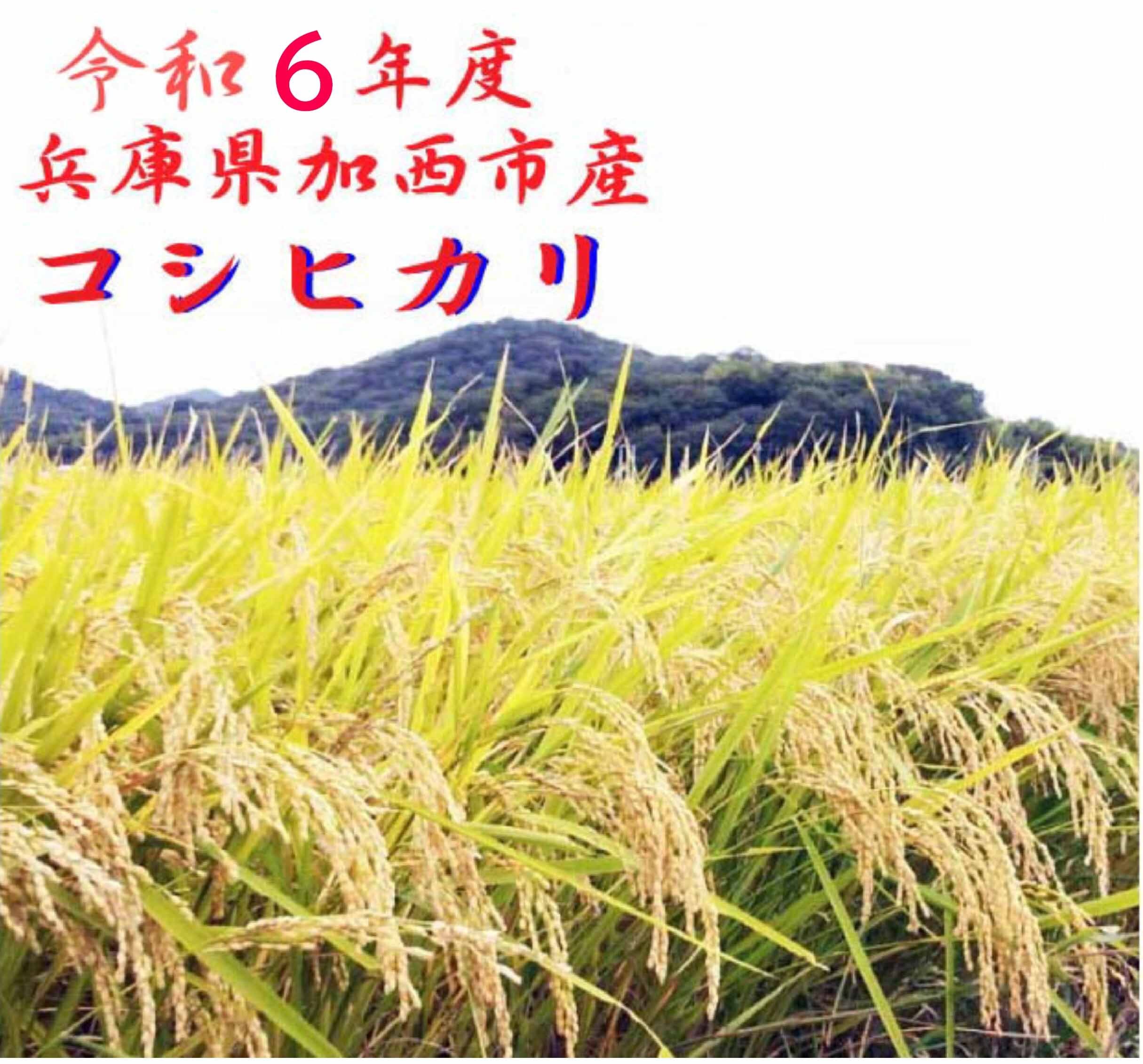 送料無料】令和6年 兵庫県加西市産 コシヒカリ 30kg | 櫻井農園〜加西  