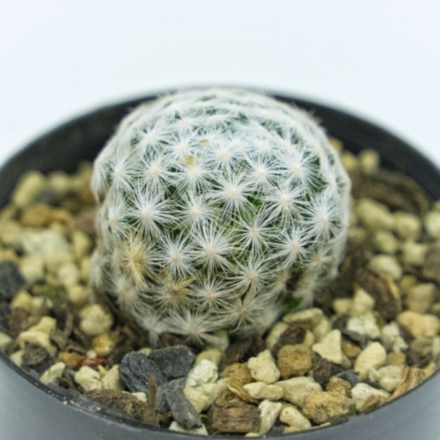 ころもけ®サボテン　姫春星