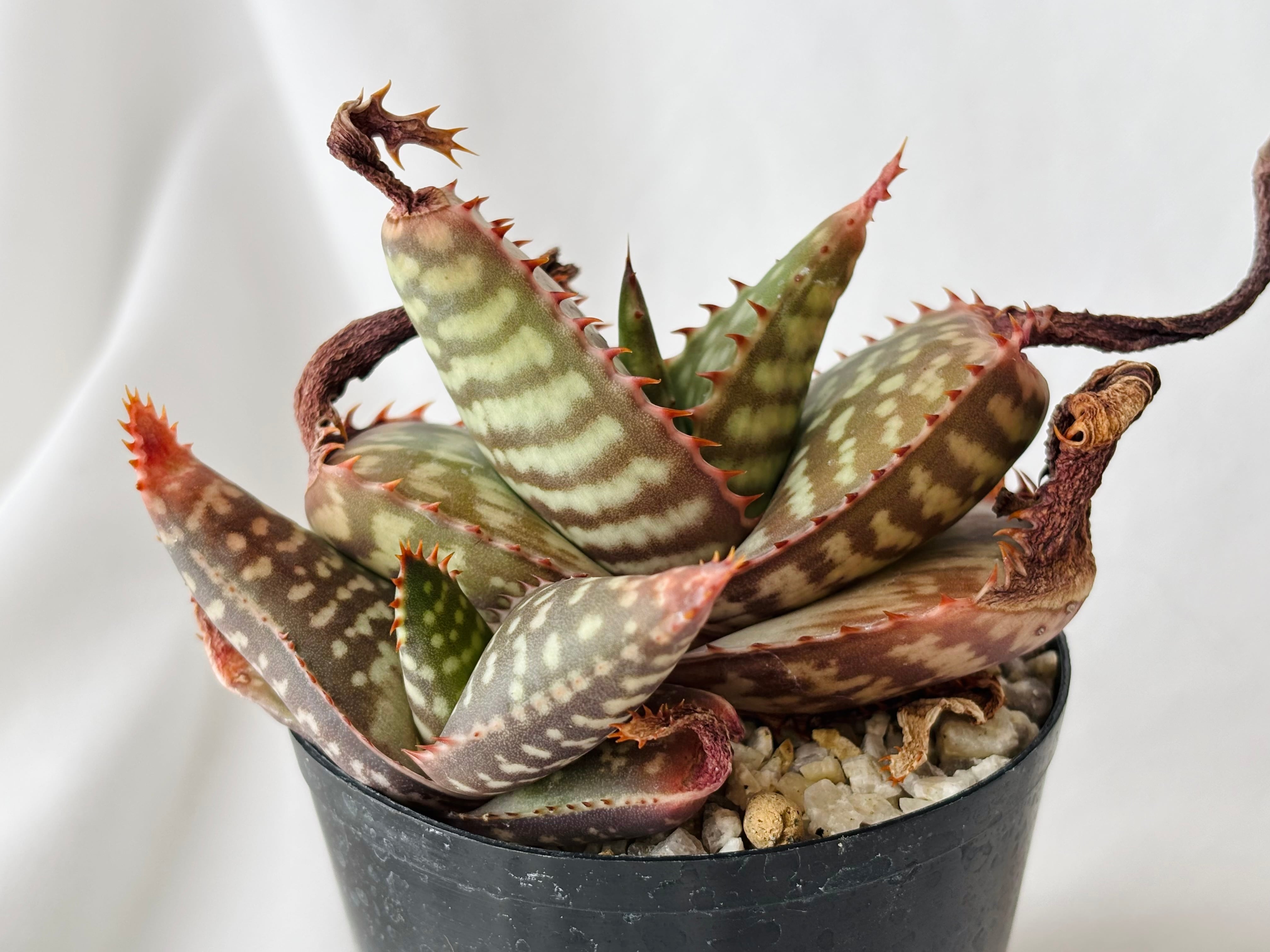 Aloe maculata v.latifolia アロエ ラティフォリア 多肉植物 | plants