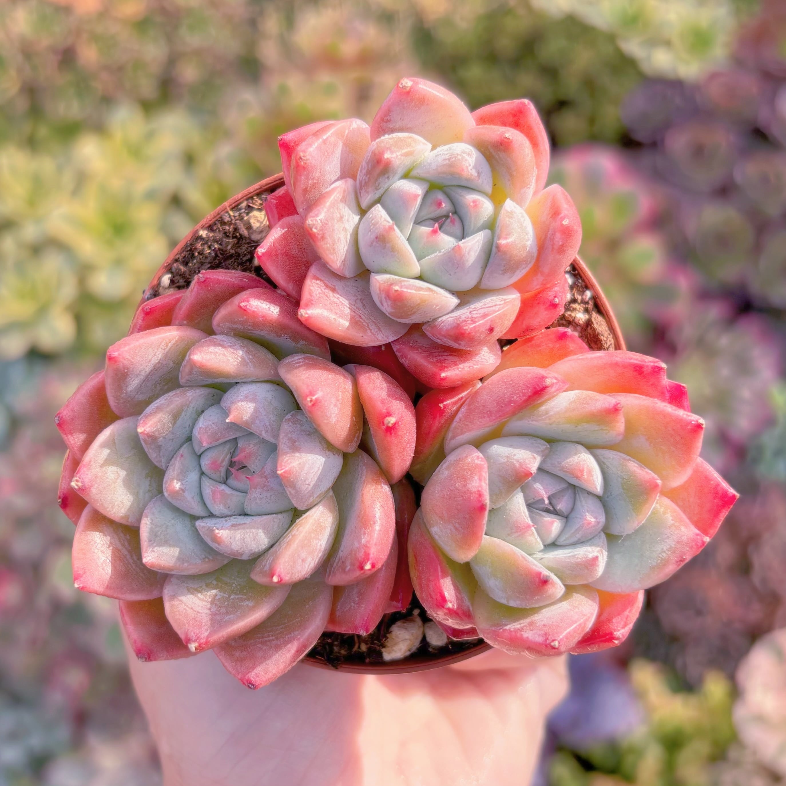 現物 多肉植物 ピンクプリティ 抜き苗 | Pay ID