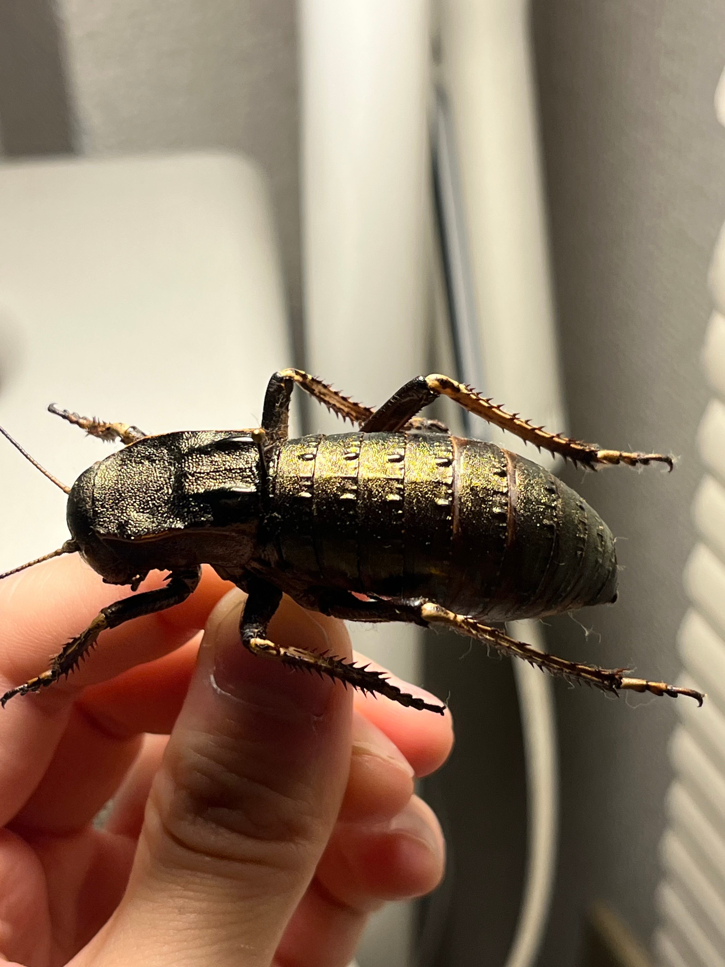58mm♂】ヨロイコロギス Bradyporus dasypus リオック 直翅類 カマキリ