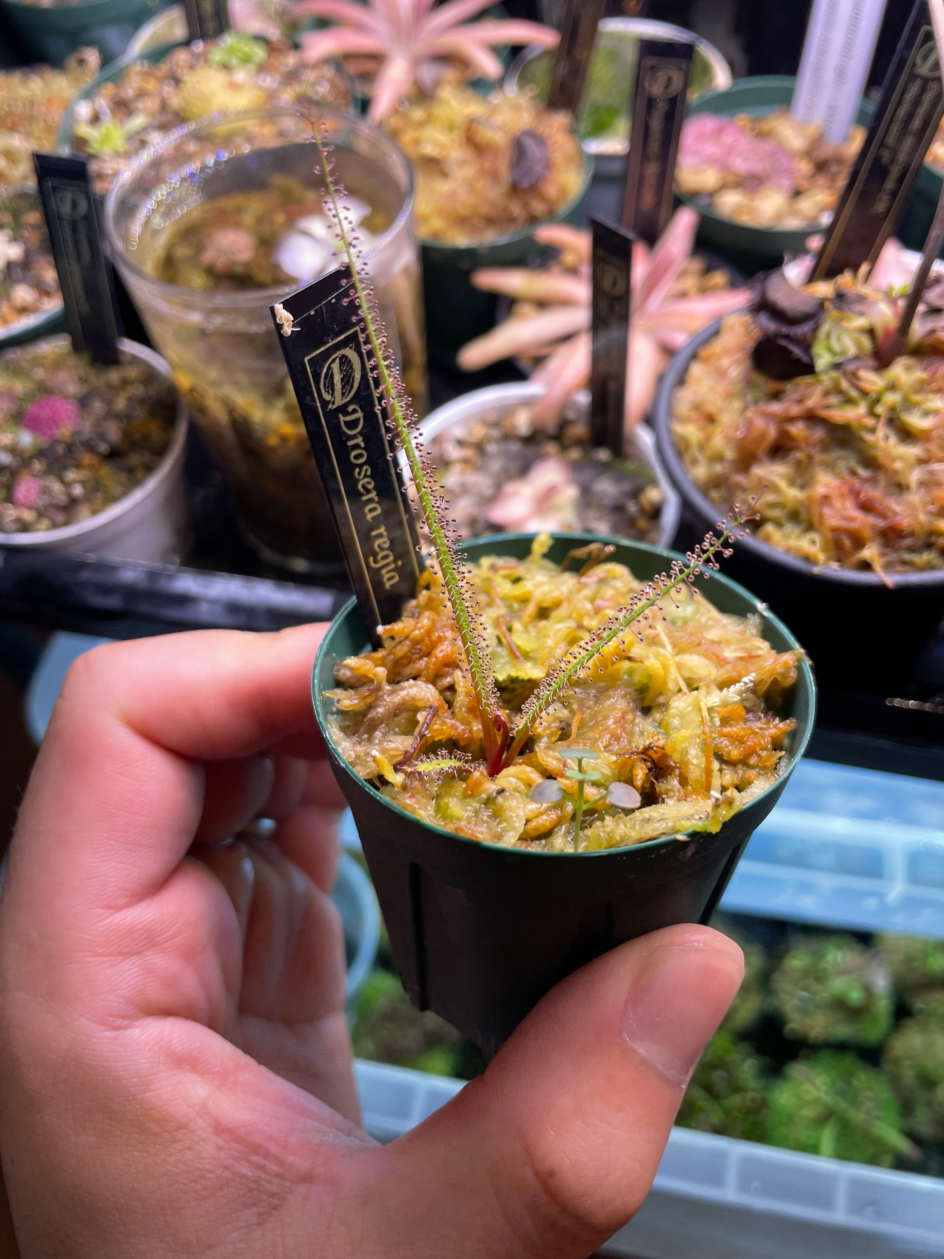 セファロタス seedling of Hummer’s Giant BCP Cephalotus folicularis seedling of Hummer's Giant 06 BCP