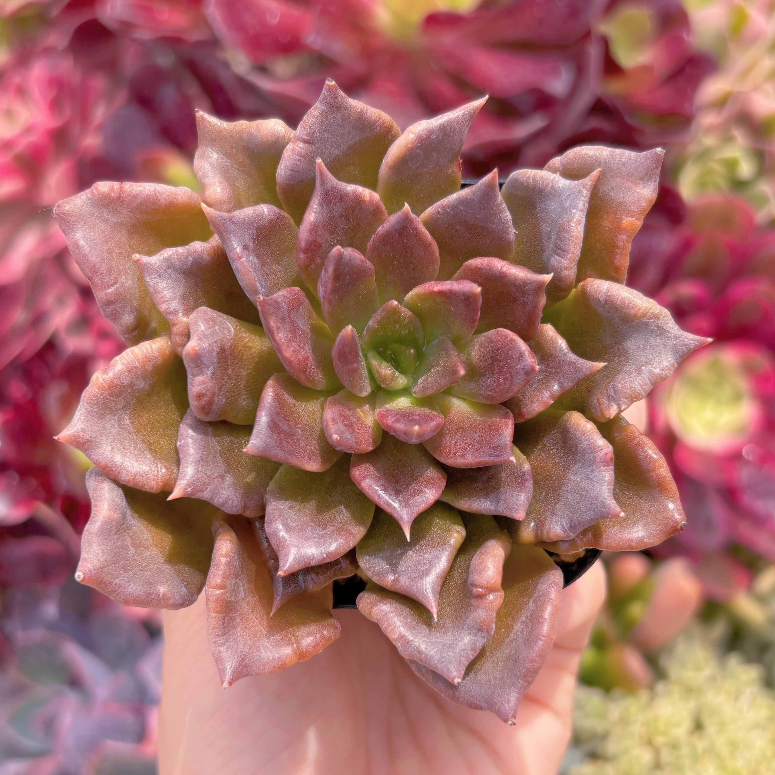 現品　ブラックマディバ#B49　るる農園