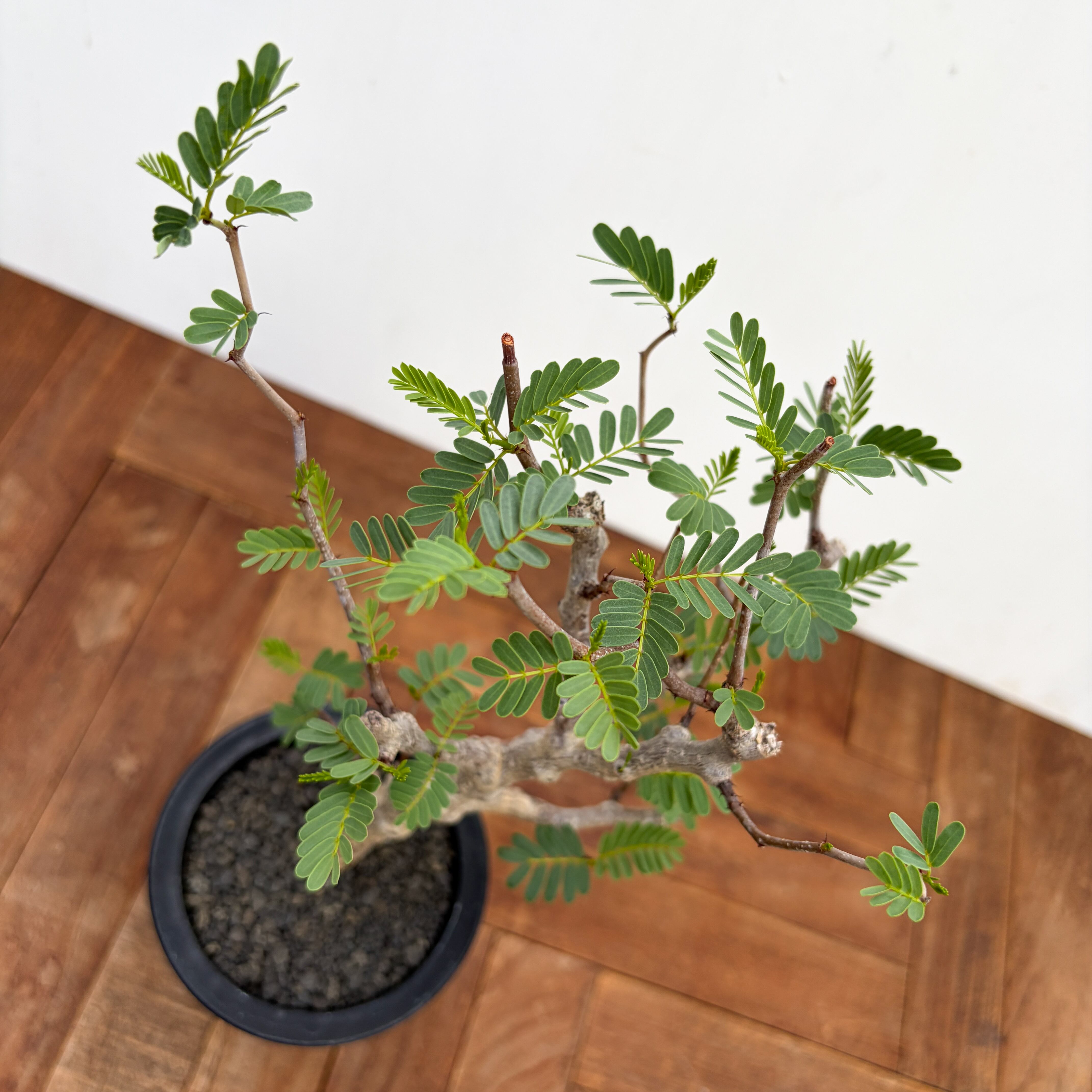 センナ メリディオナリス/ Senna meridionalis 実生　発根済 Senna meridionalis【センナ・メリディオナリス・実生】 | RIMO'S