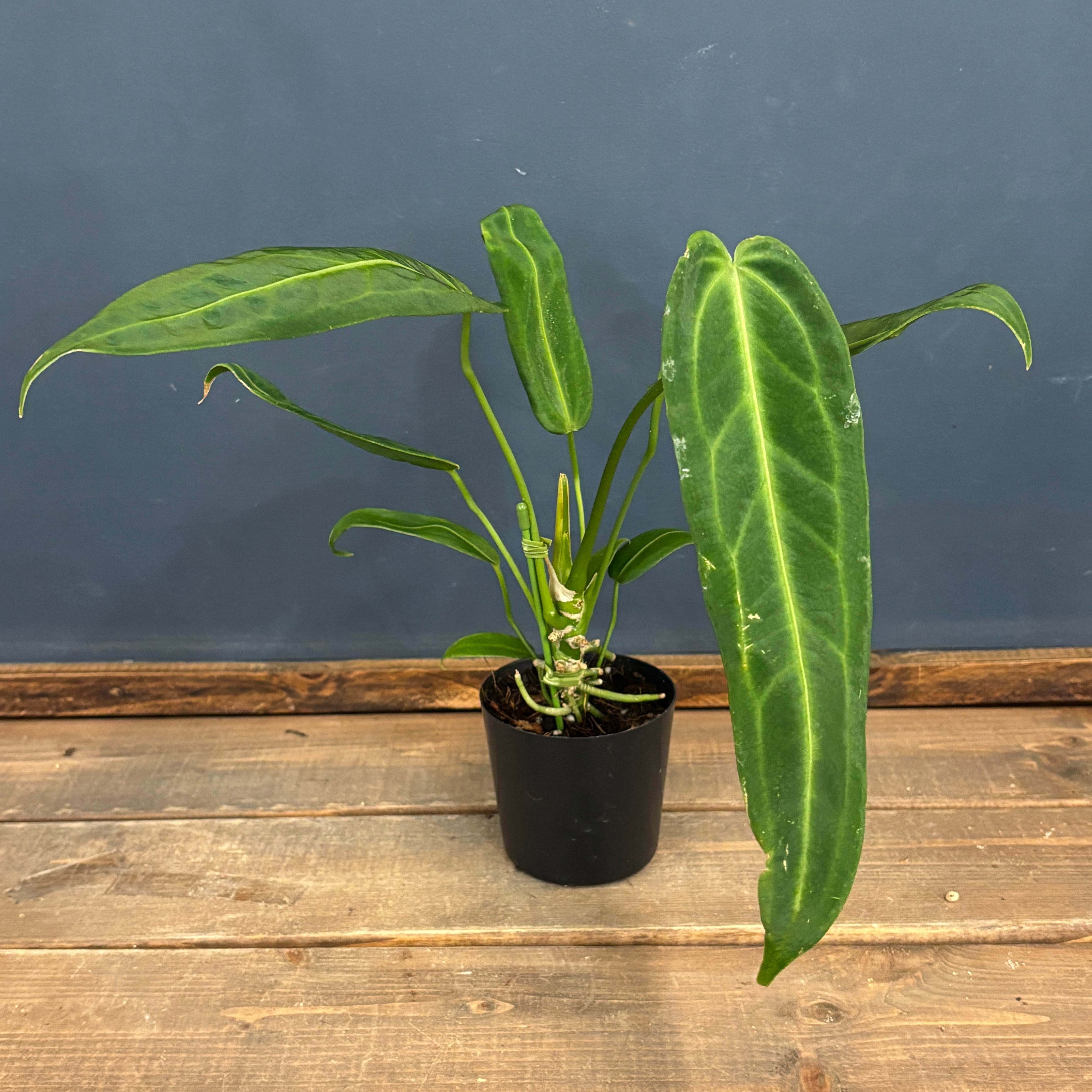 レアプランツ | PROTOLEAF プロトリーフ