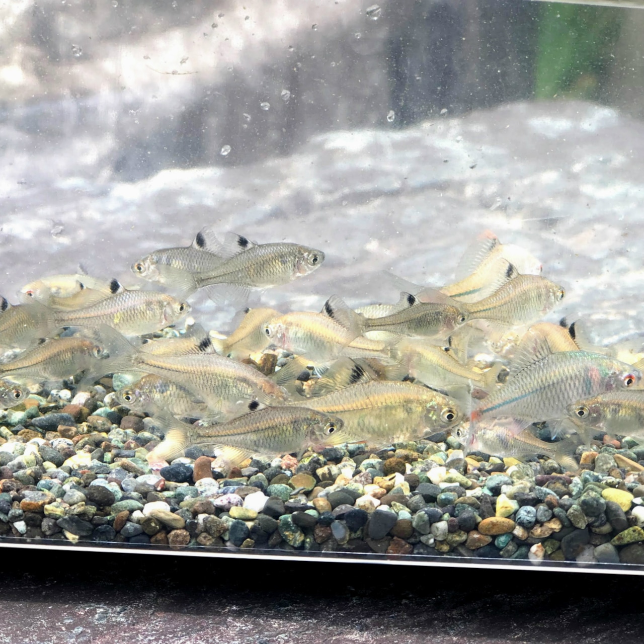 ※特盛セット※(淡水魚)タイリクバラタナゴ M(2~4cm±)(30匹)【生体】