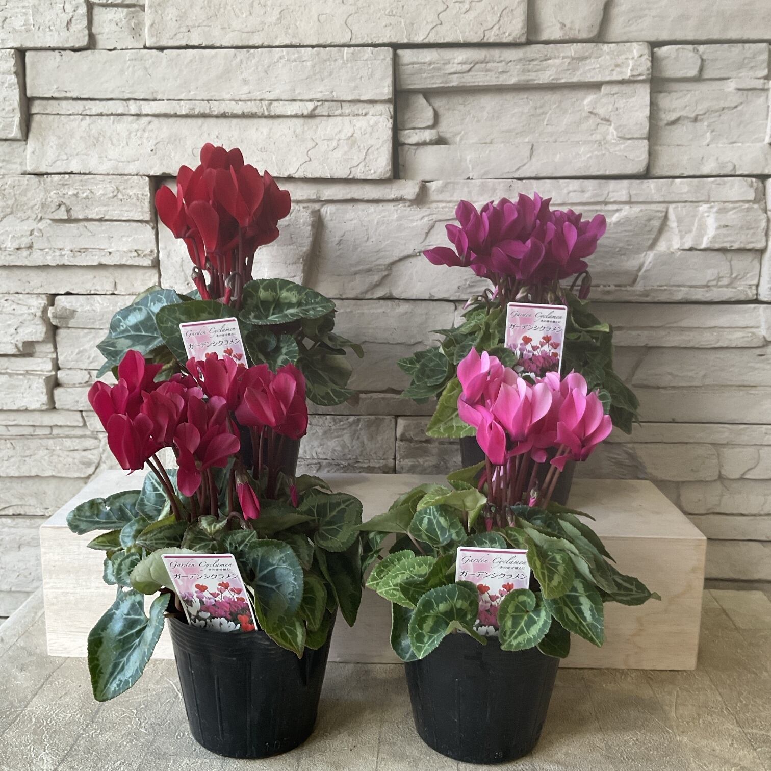 人気のローラアシュレイの鉢♫ オリーブのギャザリング寄せ植え | 橋本