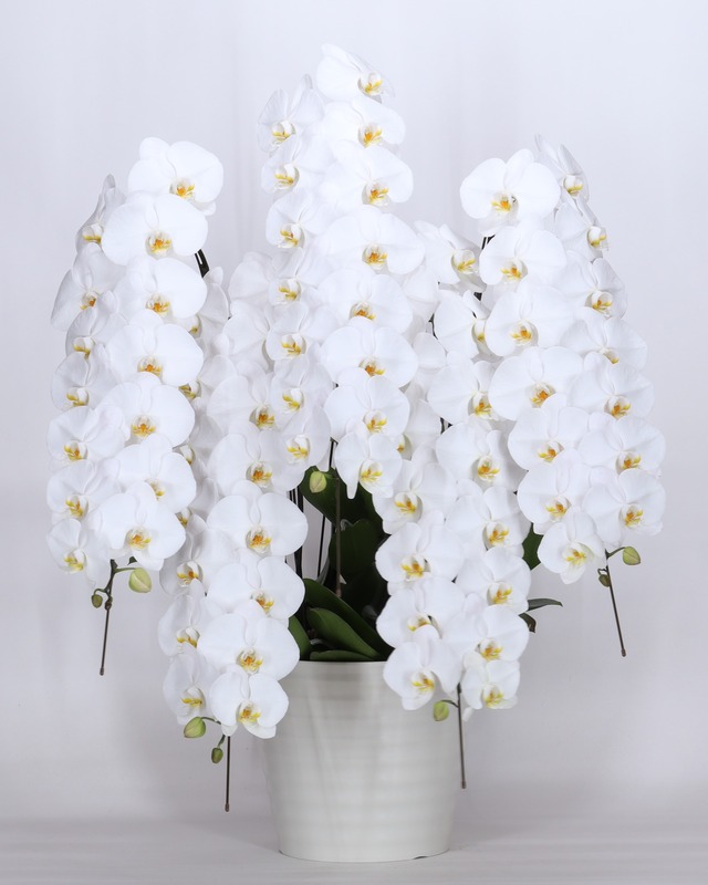 胡蝶蘭【５本立／80輪】白色　〜おまかせラッピング〜