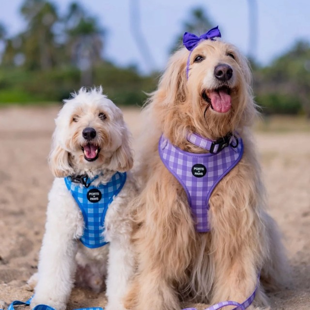 ハーネス / PORTS + PAWS ハワイ 犬 パラカ ブルー TEAL