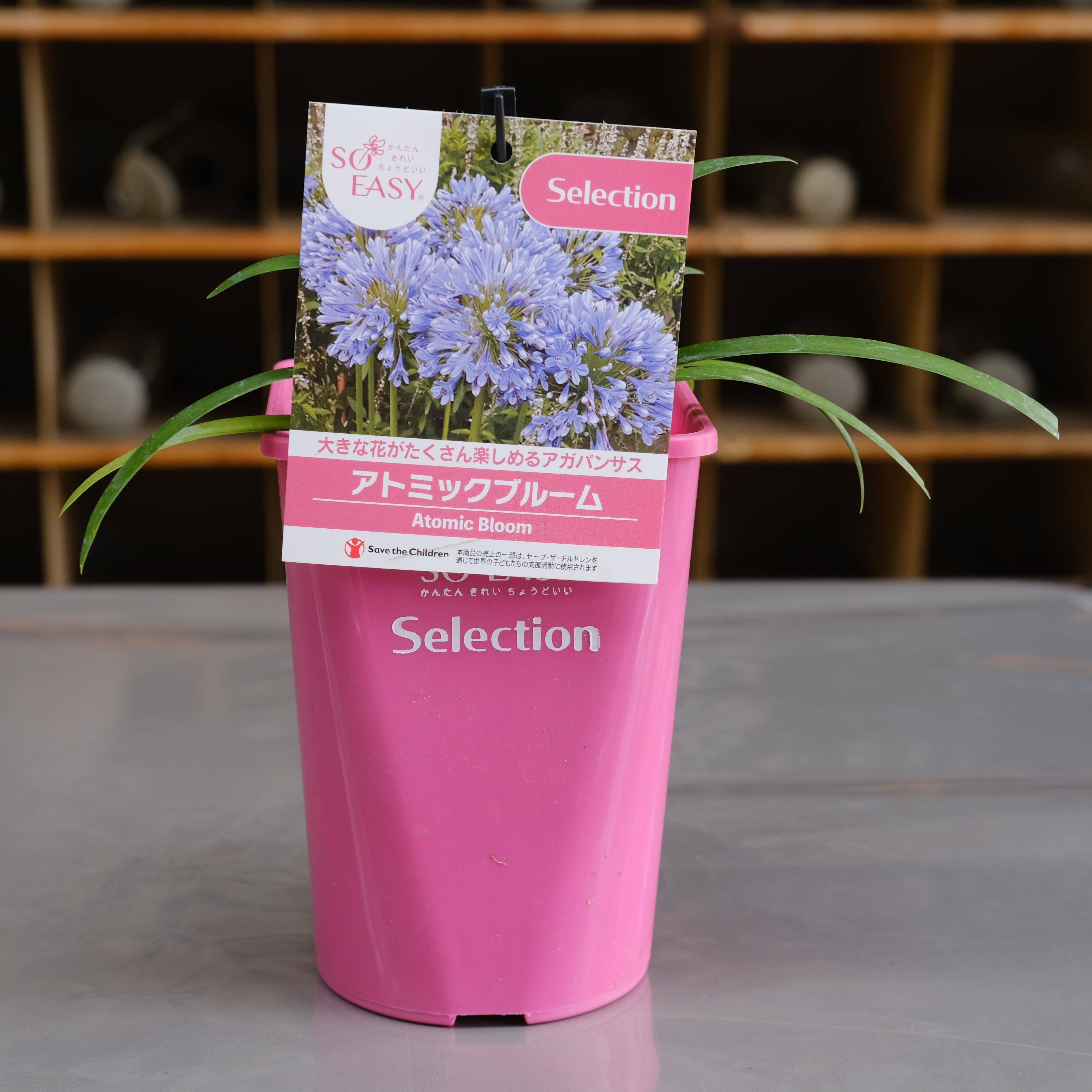 aihana＊garden 出品 アガパンサス《 アトミックブルーム 》 | グリーンギャラリーガーデンズ