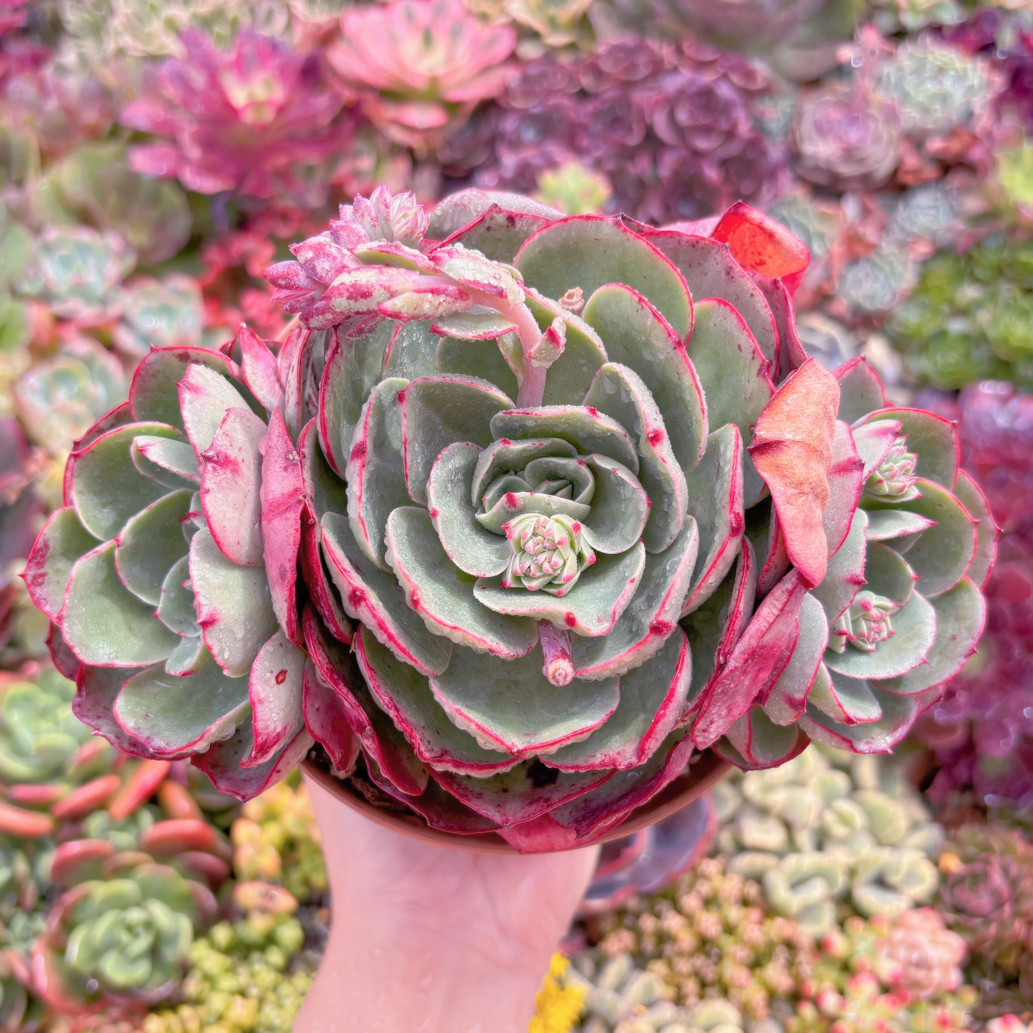 現品　ロンギシマ変異#M225　大群生　るる農園