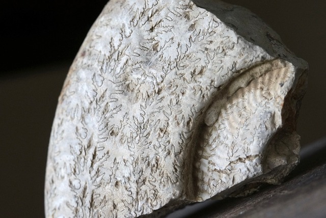 イギリス産アンモナイト化石　 Ammonite Fossil