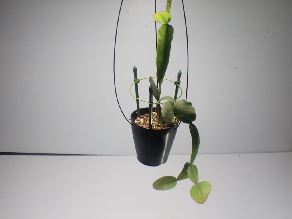 babythree　植木鉢サボテンきのこ　泣いてる目おしゃぶりバブ babythree おしゃぶりバブ顔 植木鉢シリーズ - メルカリ