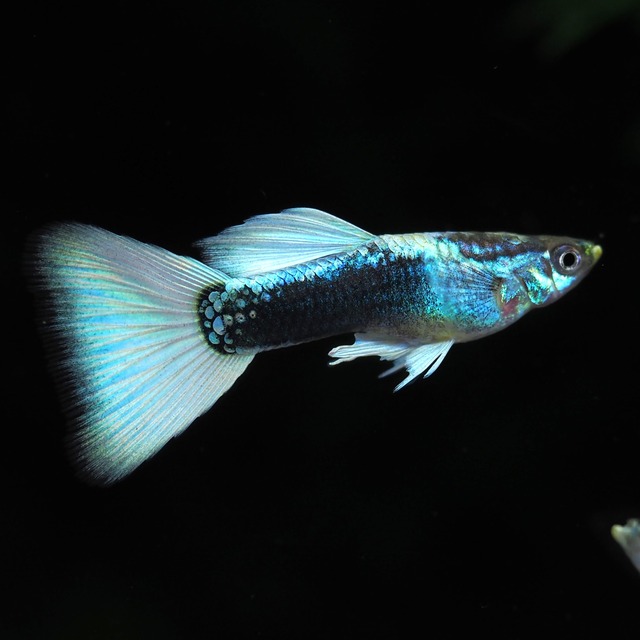 ドイツイエロータキシードリボン　若魚1カルテット＋おまけ1ペア