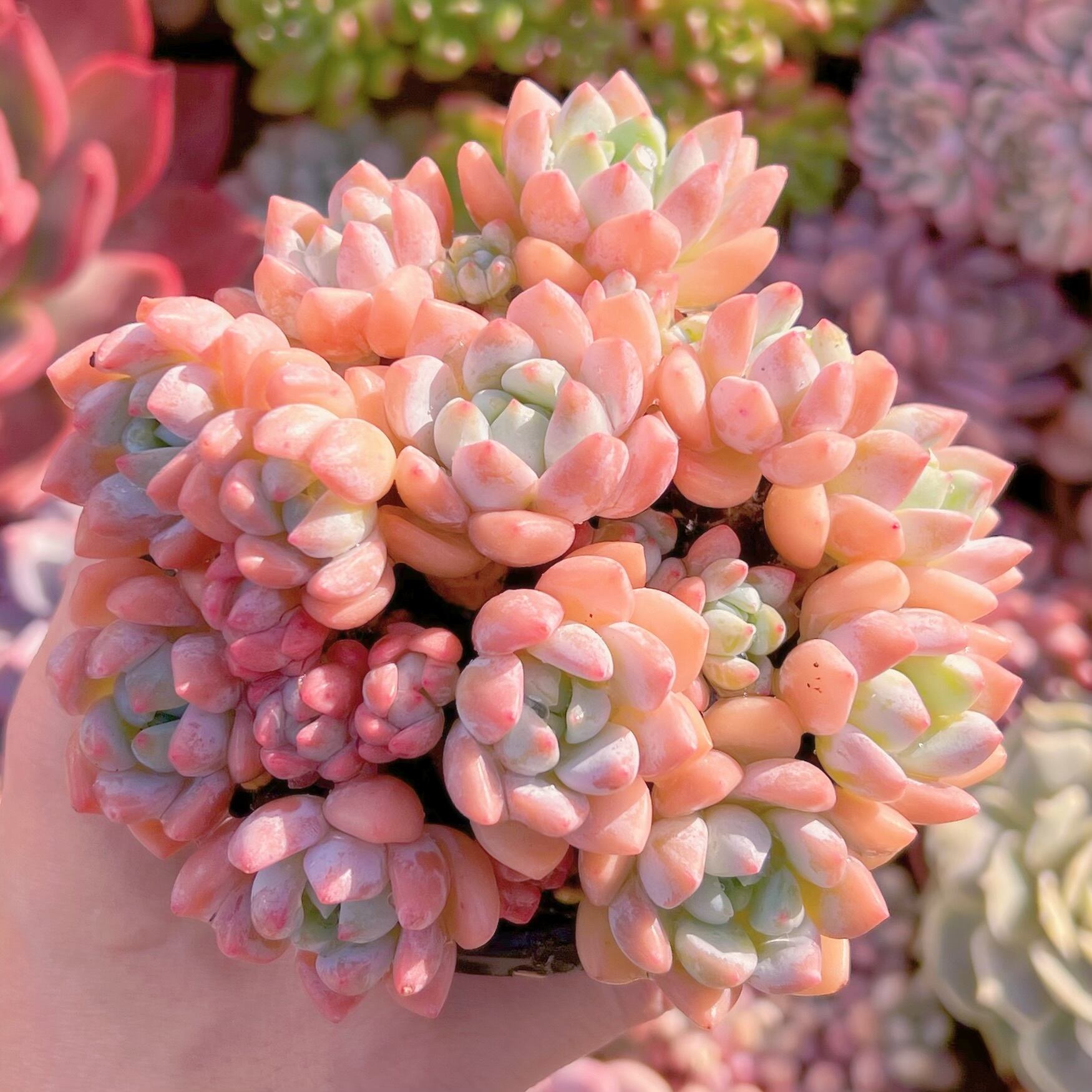 現品　プロリフェラxラウル#661   lestoneるる農園