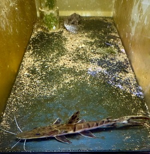 ワイルド・タイガーシャベルノーズキャット・カクエタ川産