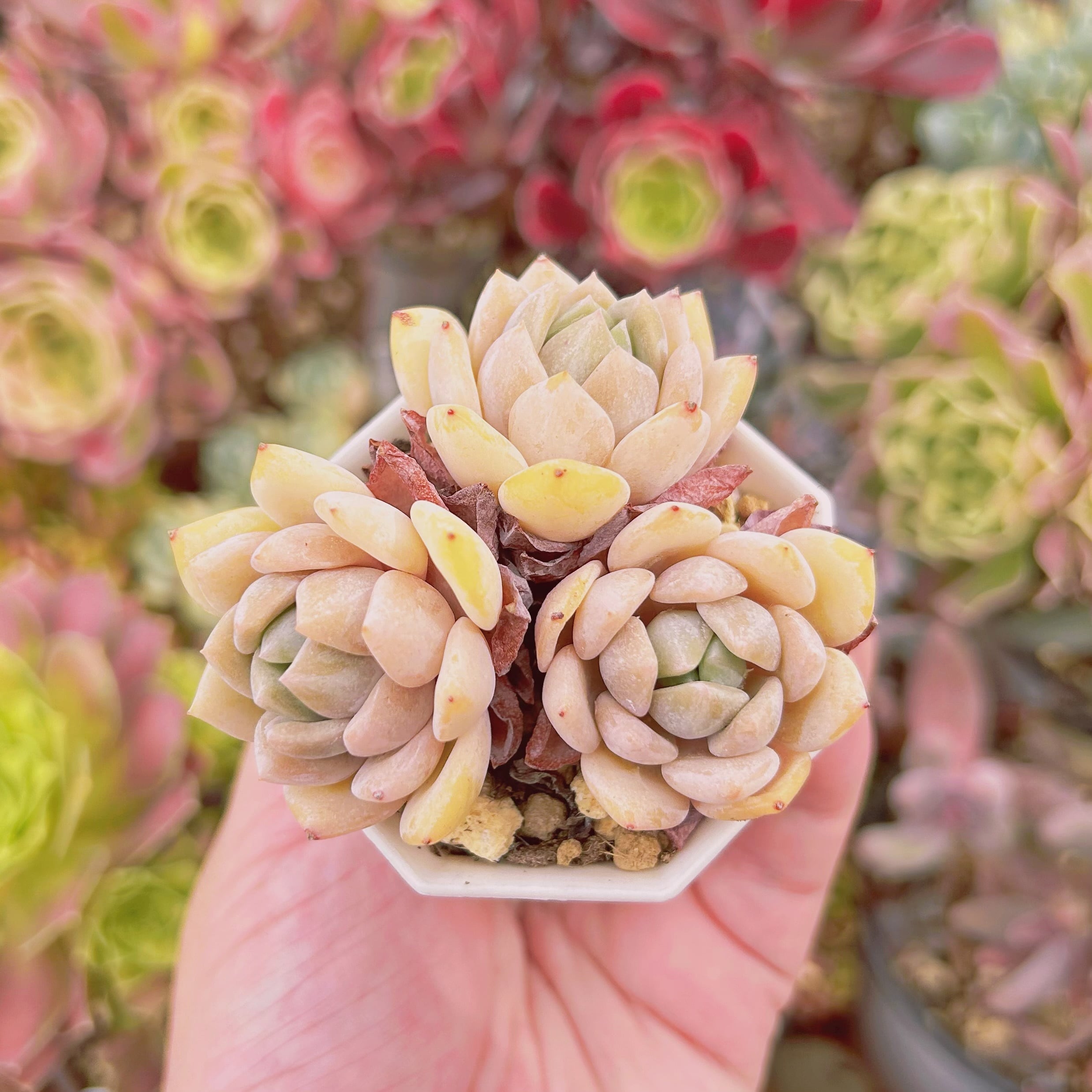 #802現物　多肉植物　プロリフェラxラウイ　抜き苗