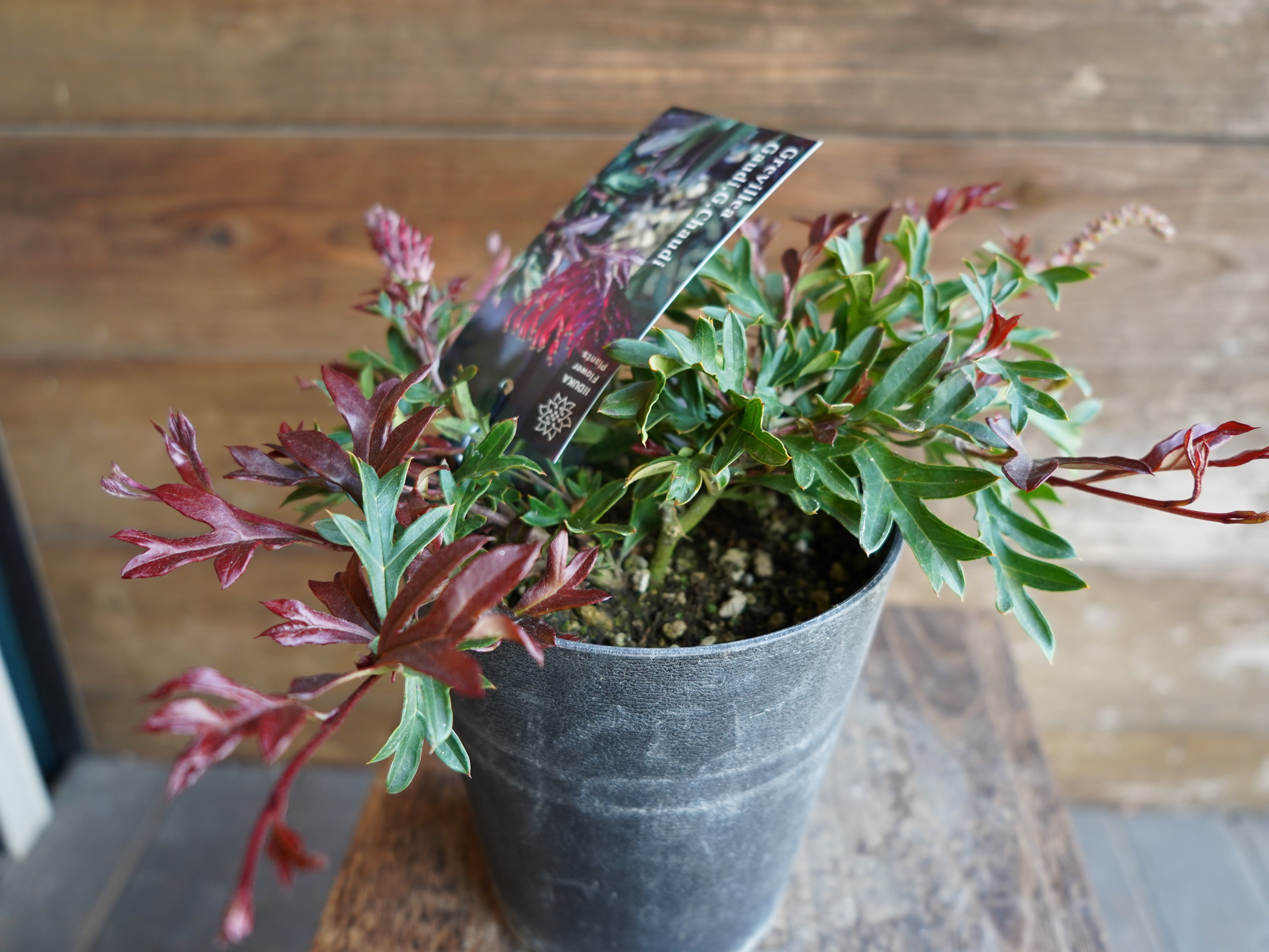 【現物】グレビレア "ガウディチャウディ" B