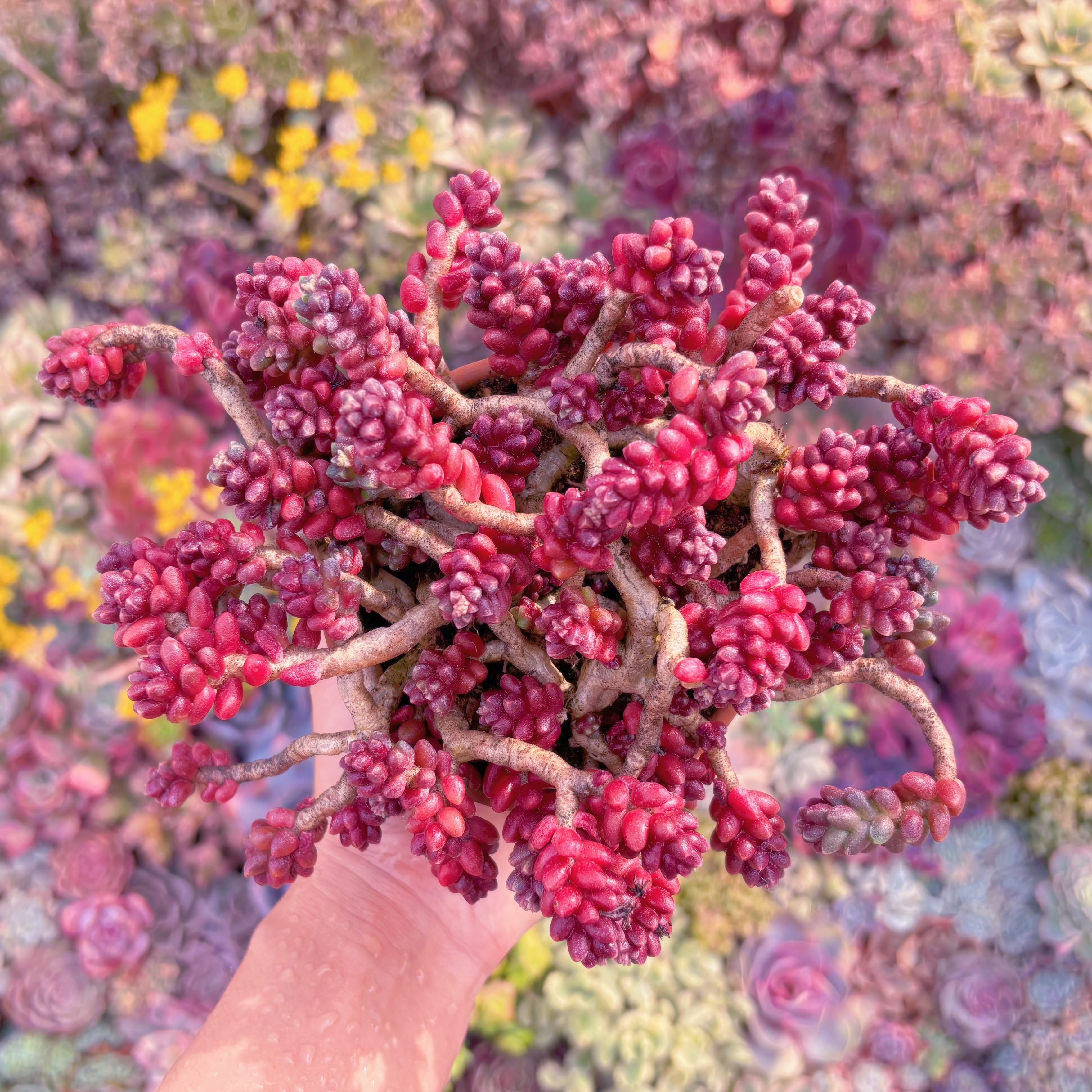 多肉植物　珊瑚礁　新入荷　るる農園