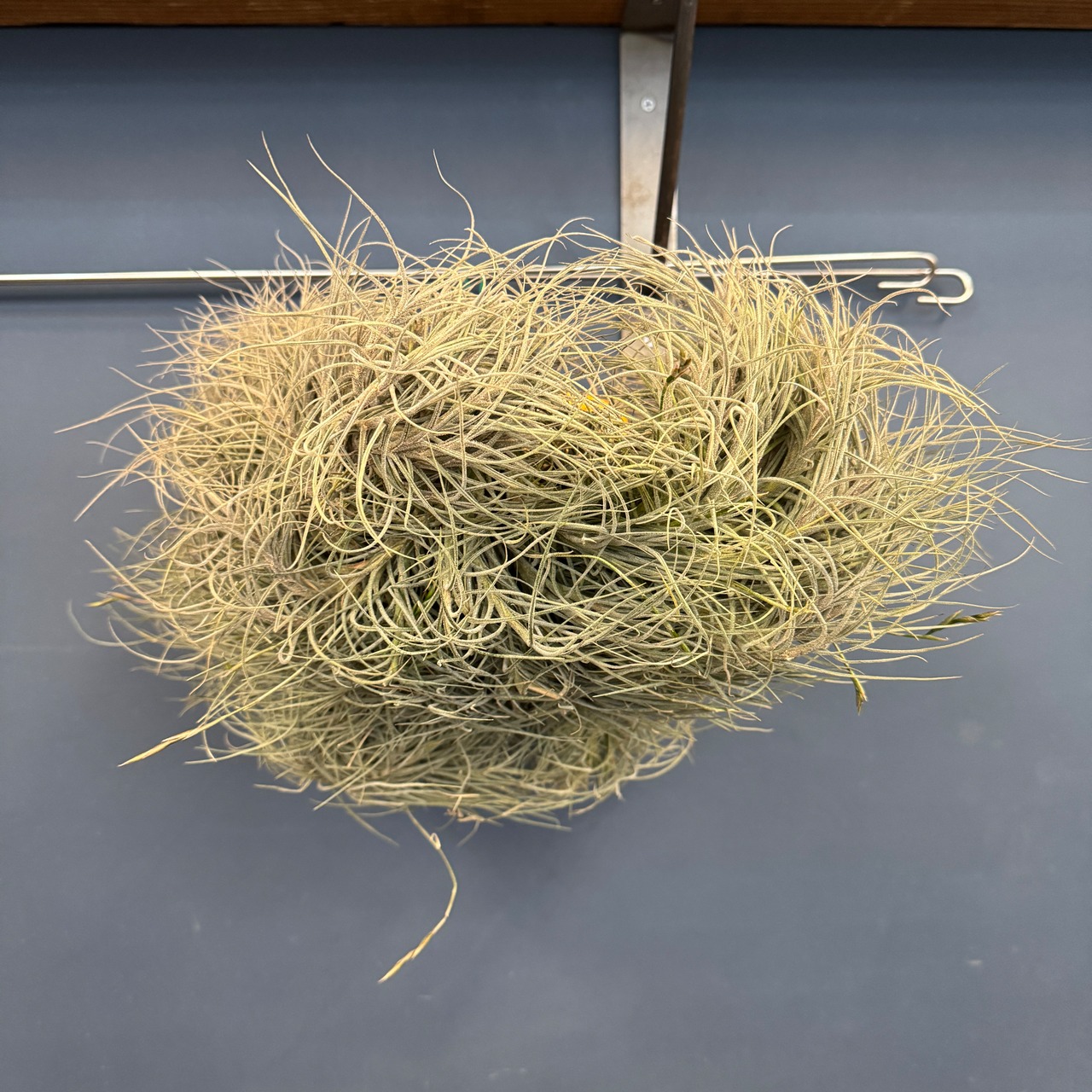 チランジア　バンデンシス　クランプ【302】