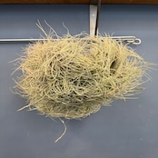 チランジア バンデンシス クランプ【302】