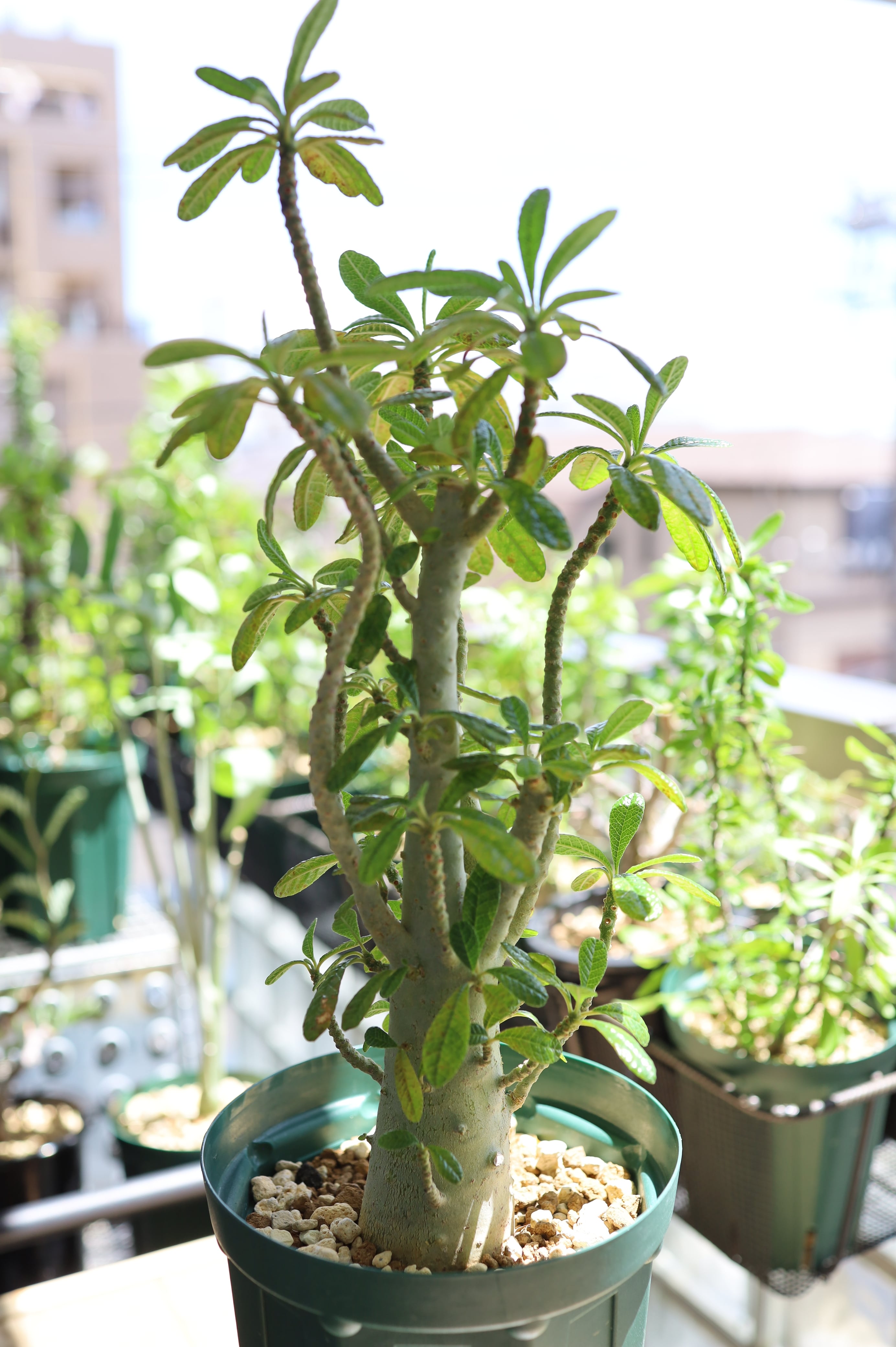 ドルステニア ギガス | Dorstenia gigas