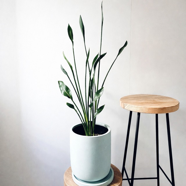 ◎すぐ飾れる ストレリチア ノンリーフ 陶器鉢仕立て