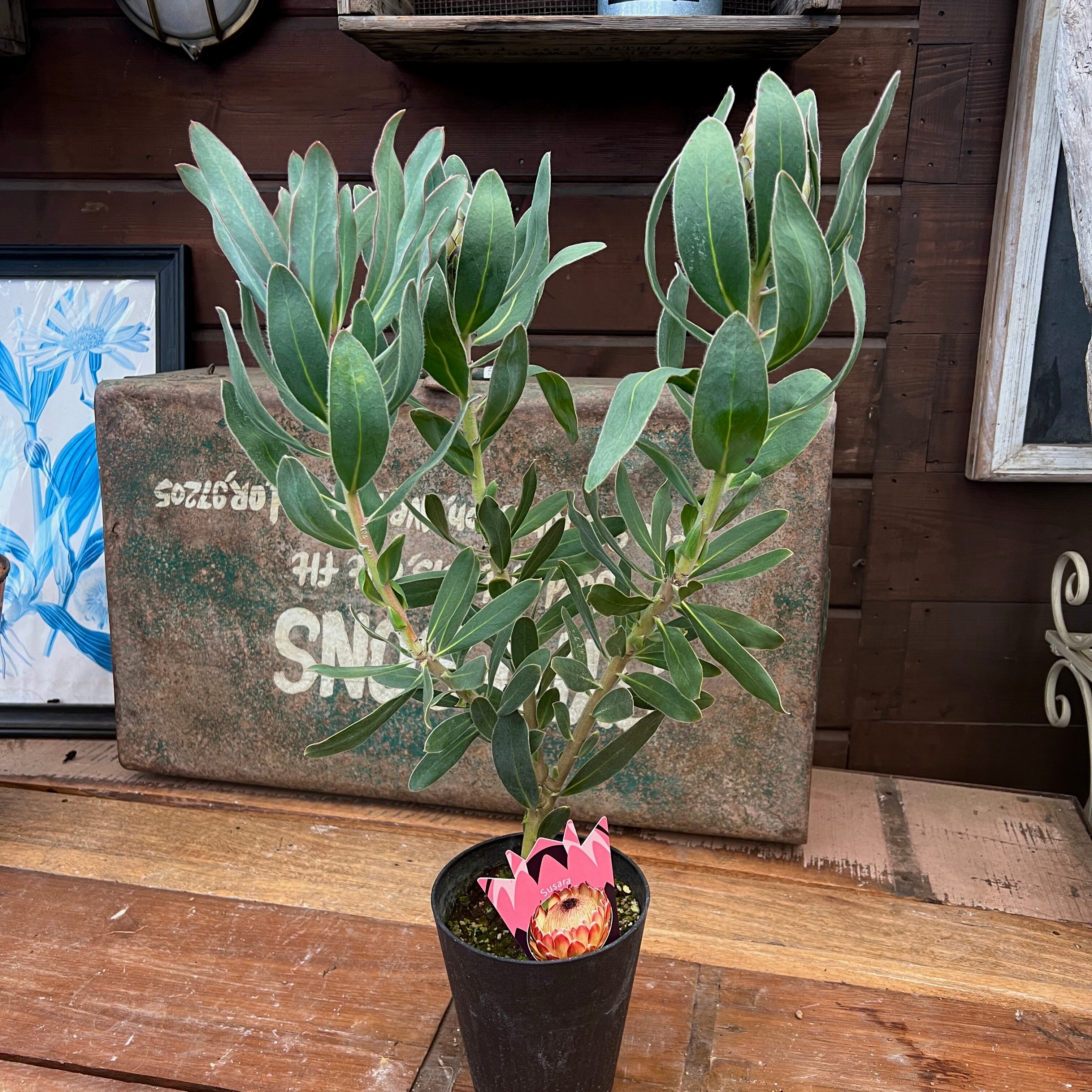 プロテア クリームミンク 5 難有り！ プロテア クリームミンク 5号 | 多気園芸 Online Shop