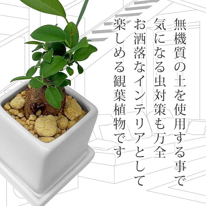 ガジュマルお洒落なミニ陶器鉢ブロック | インテリアグリーンショップ